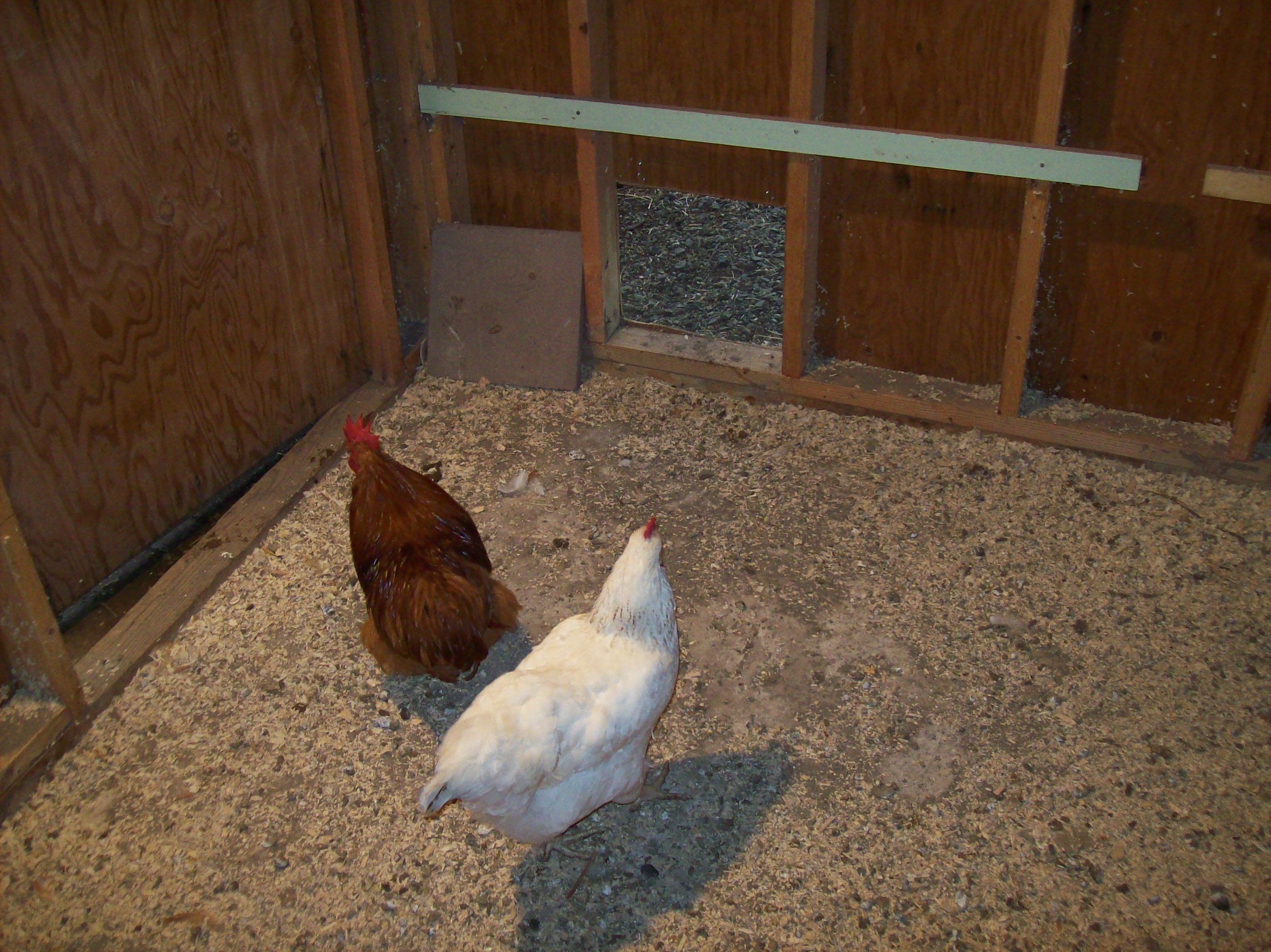 To the left inside the "coop".