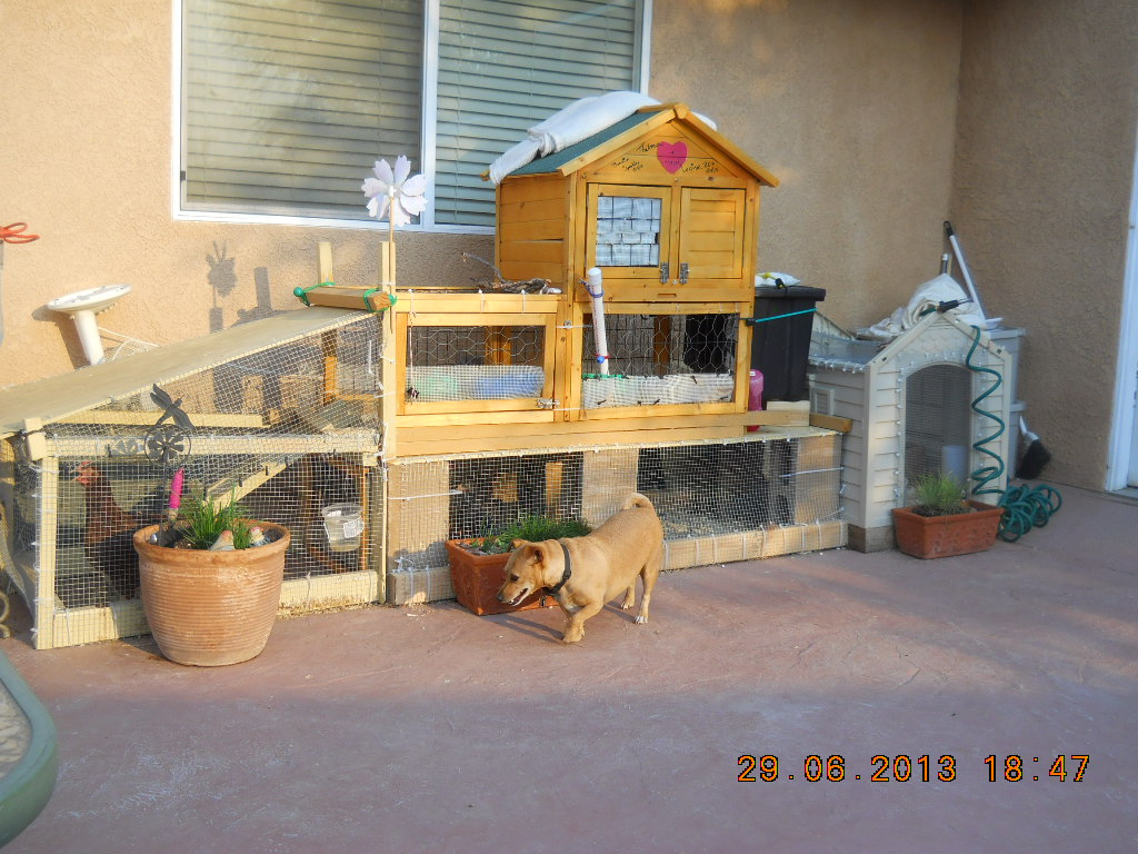 to the left is the addition we made for Thelma, to the right of that is the run and the dog house converted to the new diggs for the baby girls...we have hardware cloth over the top, but still kept the roof for winter time...we do get snow as well as the heat, we are in the High Desert of California....