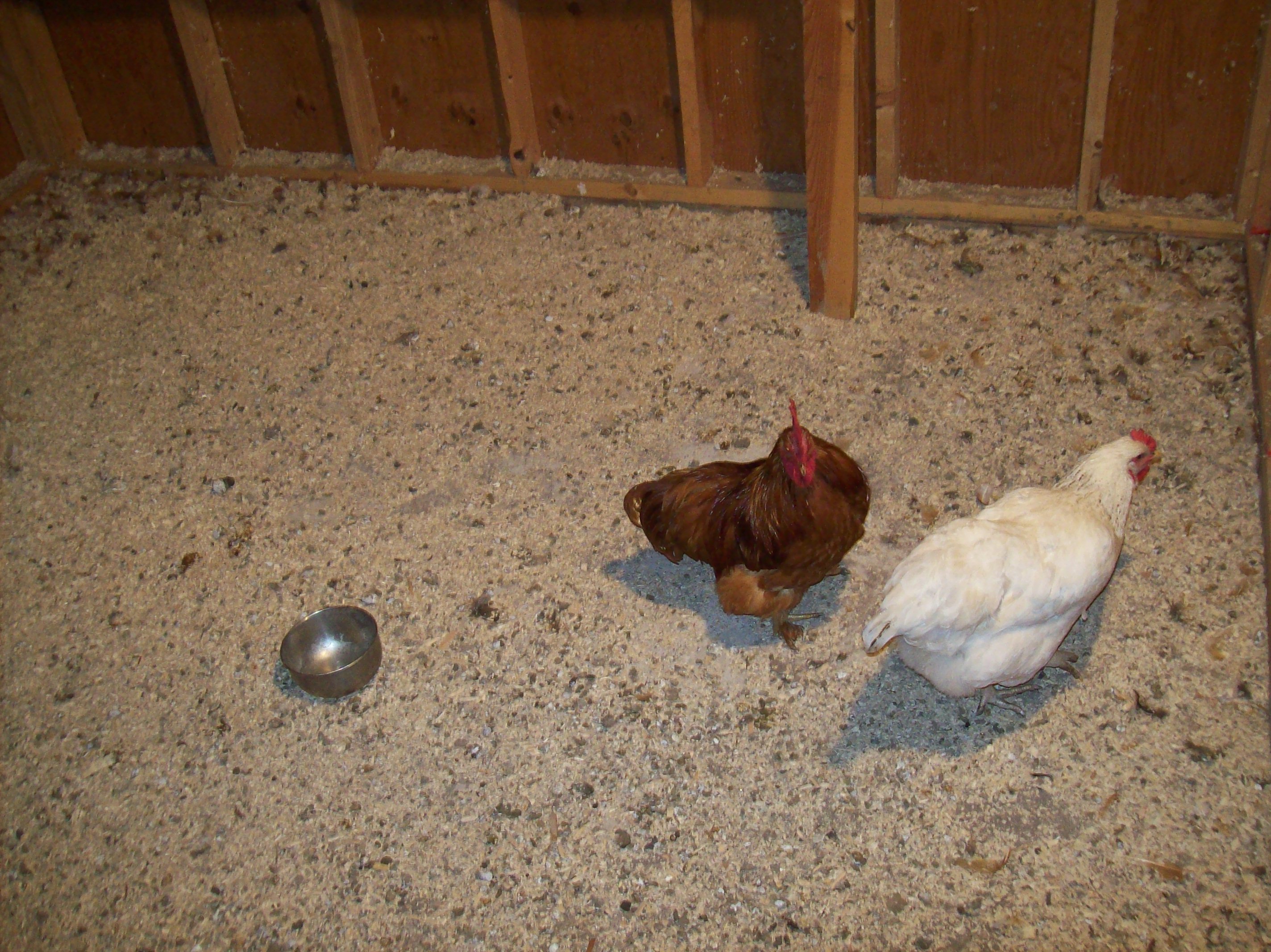To the right inside the "coop".