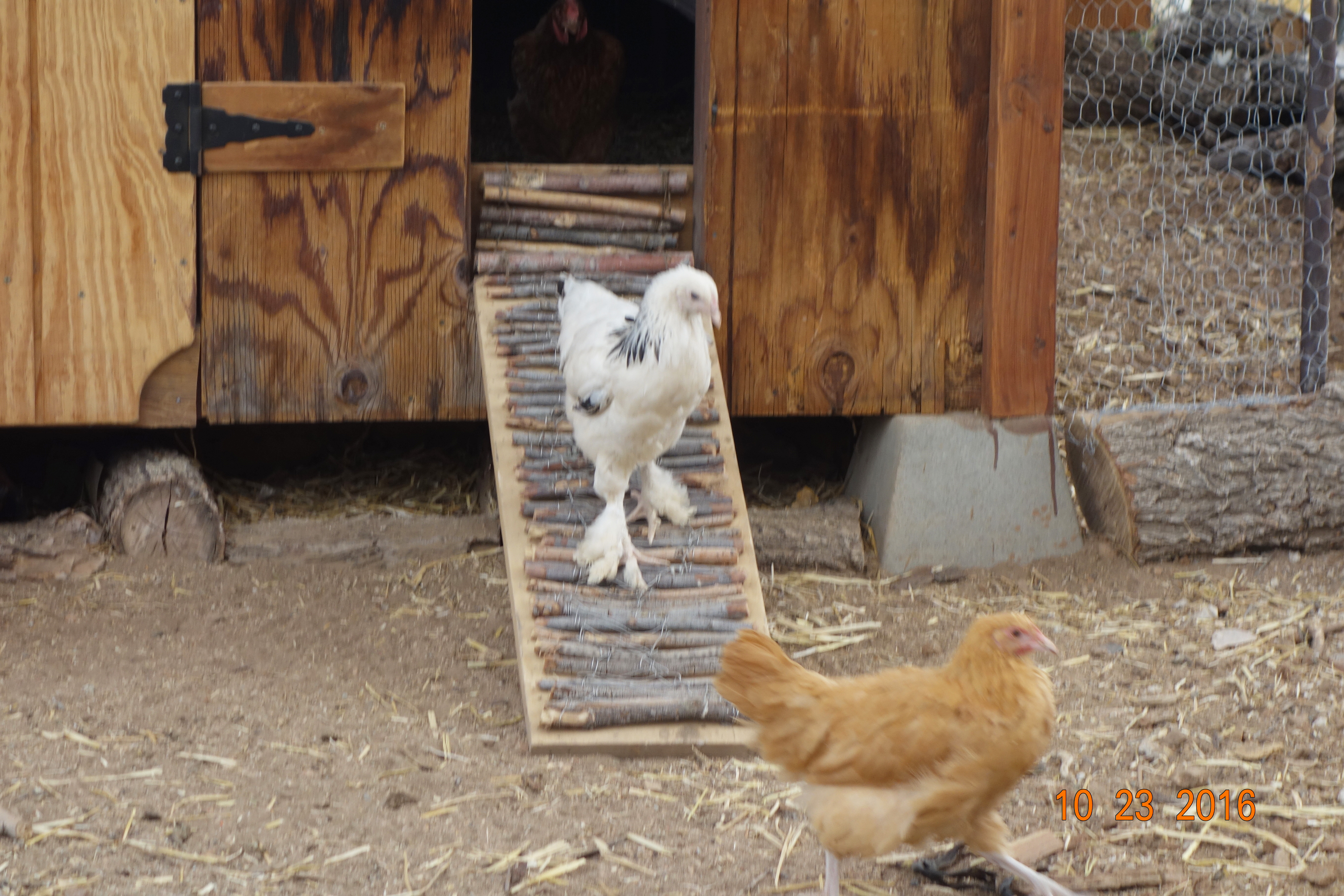 To the right of the large main double doors is a smaller 18"X36" door that doubles as a ramp for the chickens to go in and out of the coop. I added pieces of small tree branches for better traction.