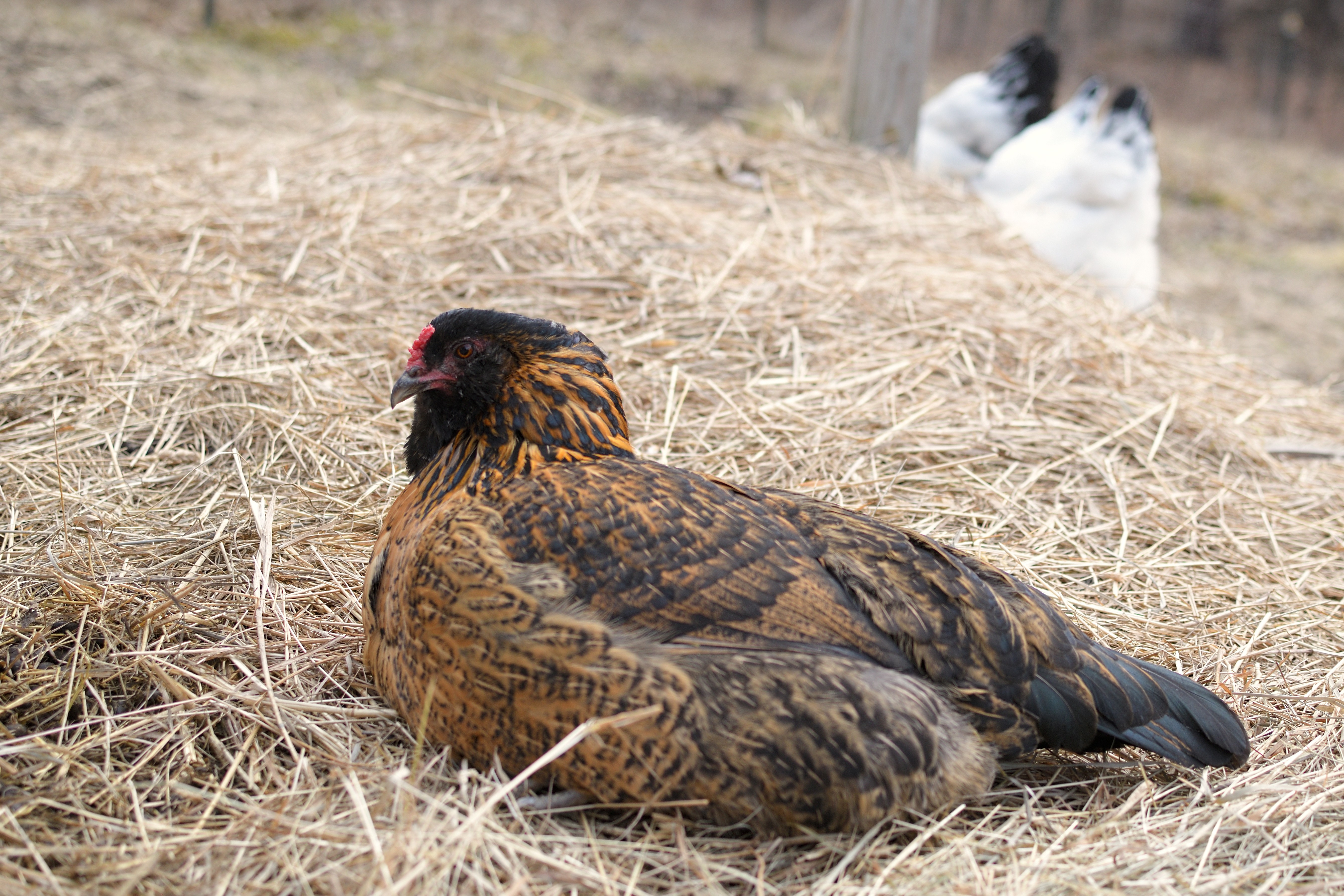 Toasty Bernice relaxing in the hay