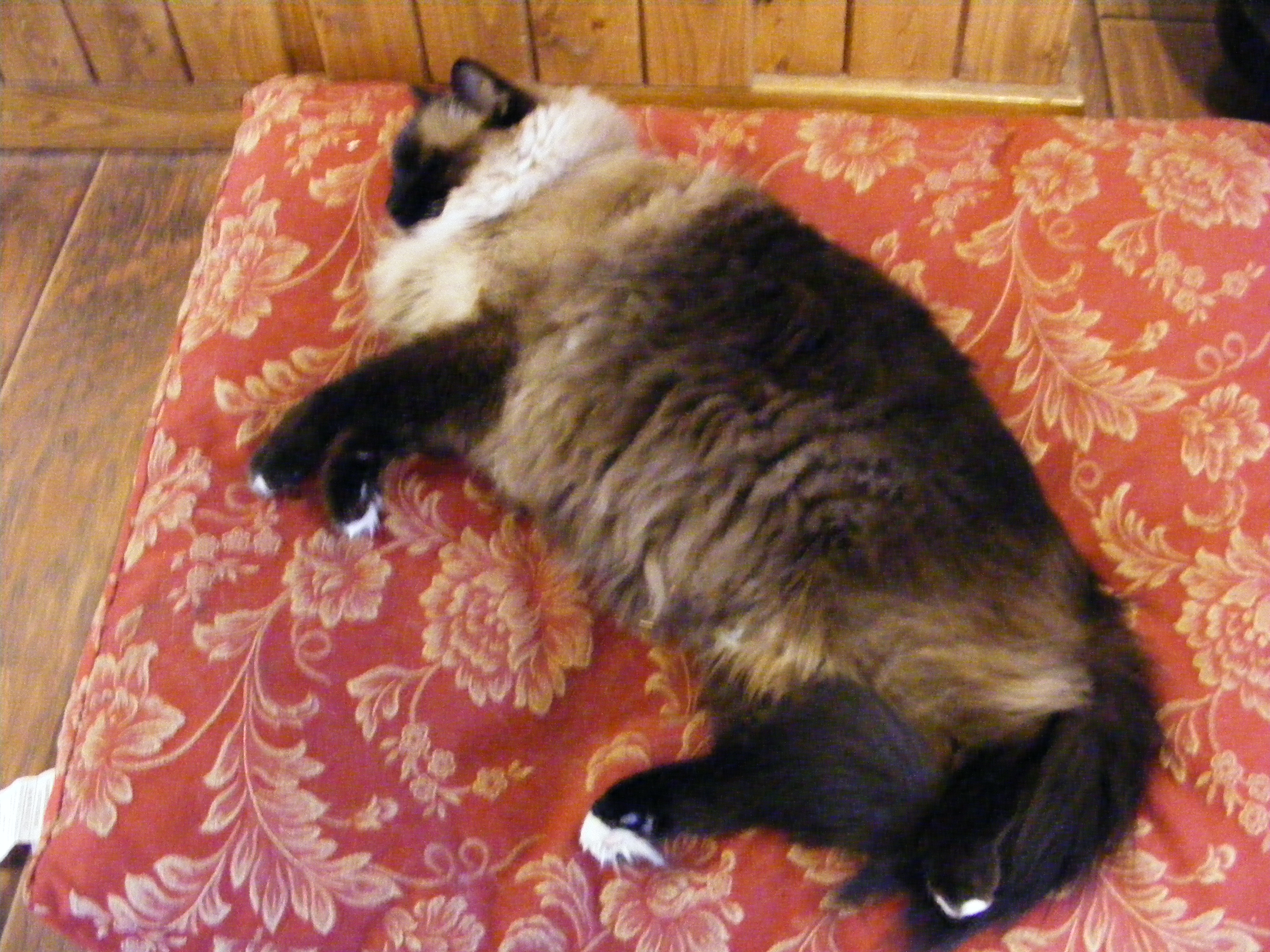 Toby