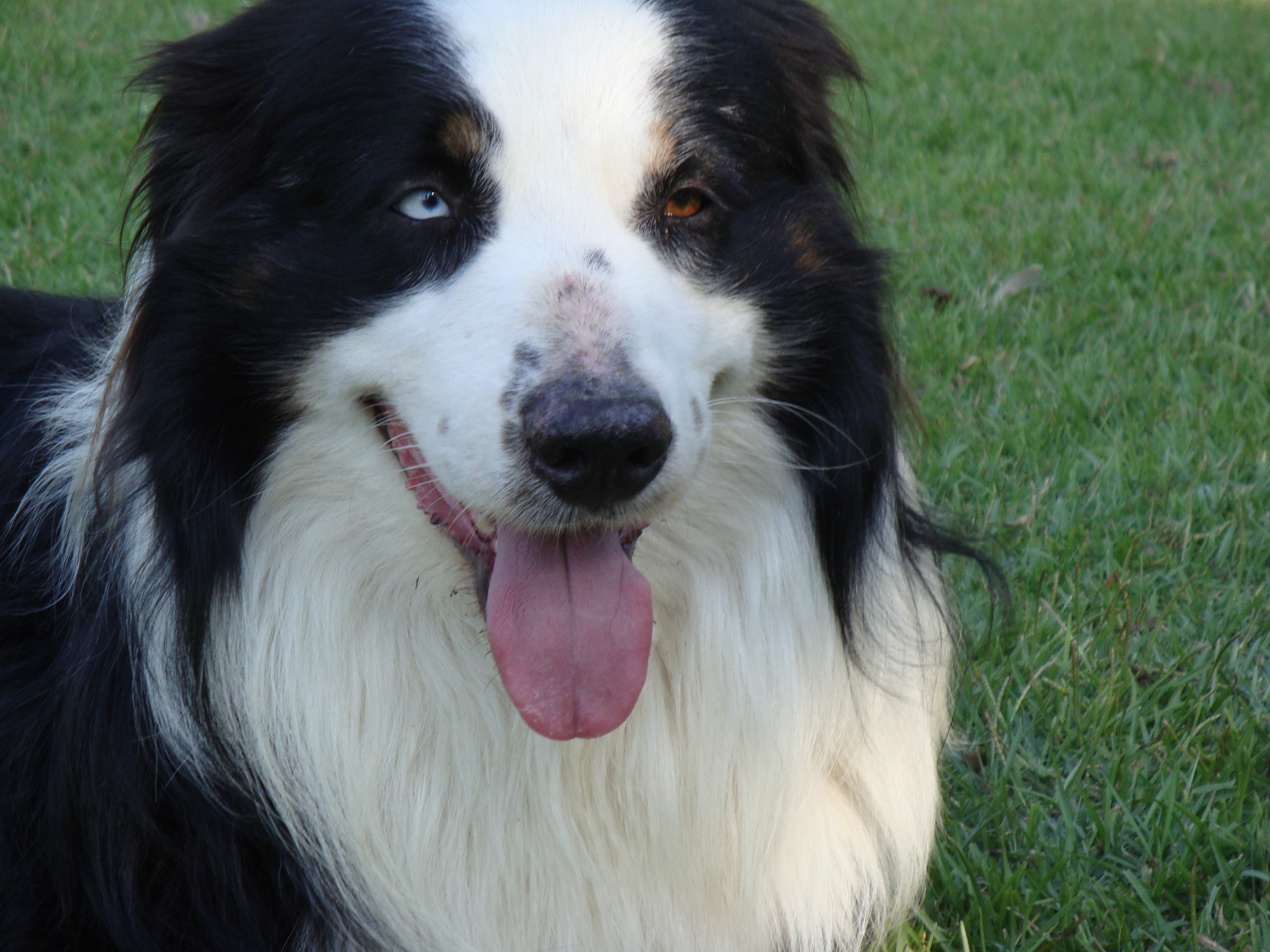 Toby