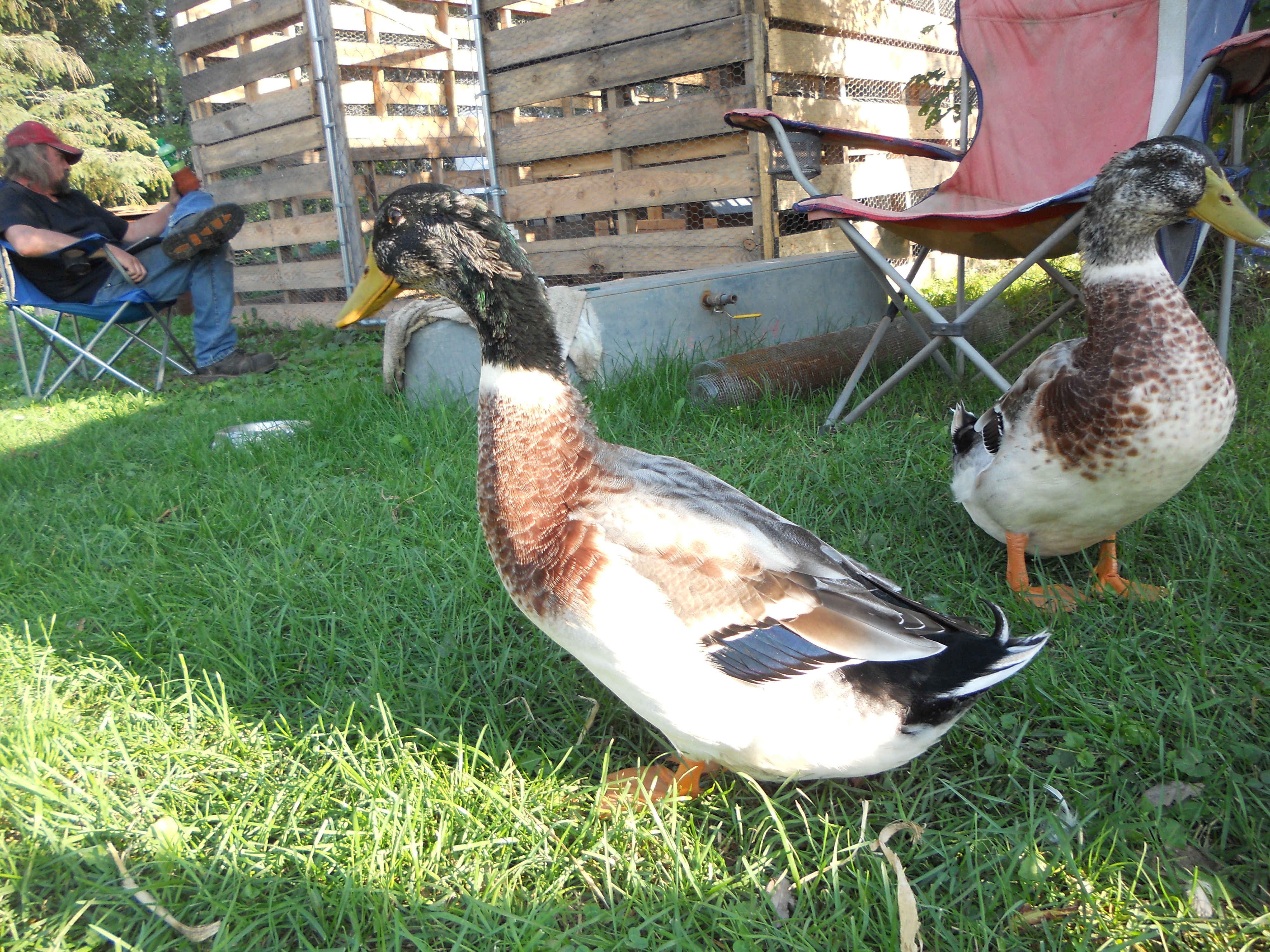today, 7 Sept 2013, my little Rouen got its drake feather! And he was the first of all the others too!