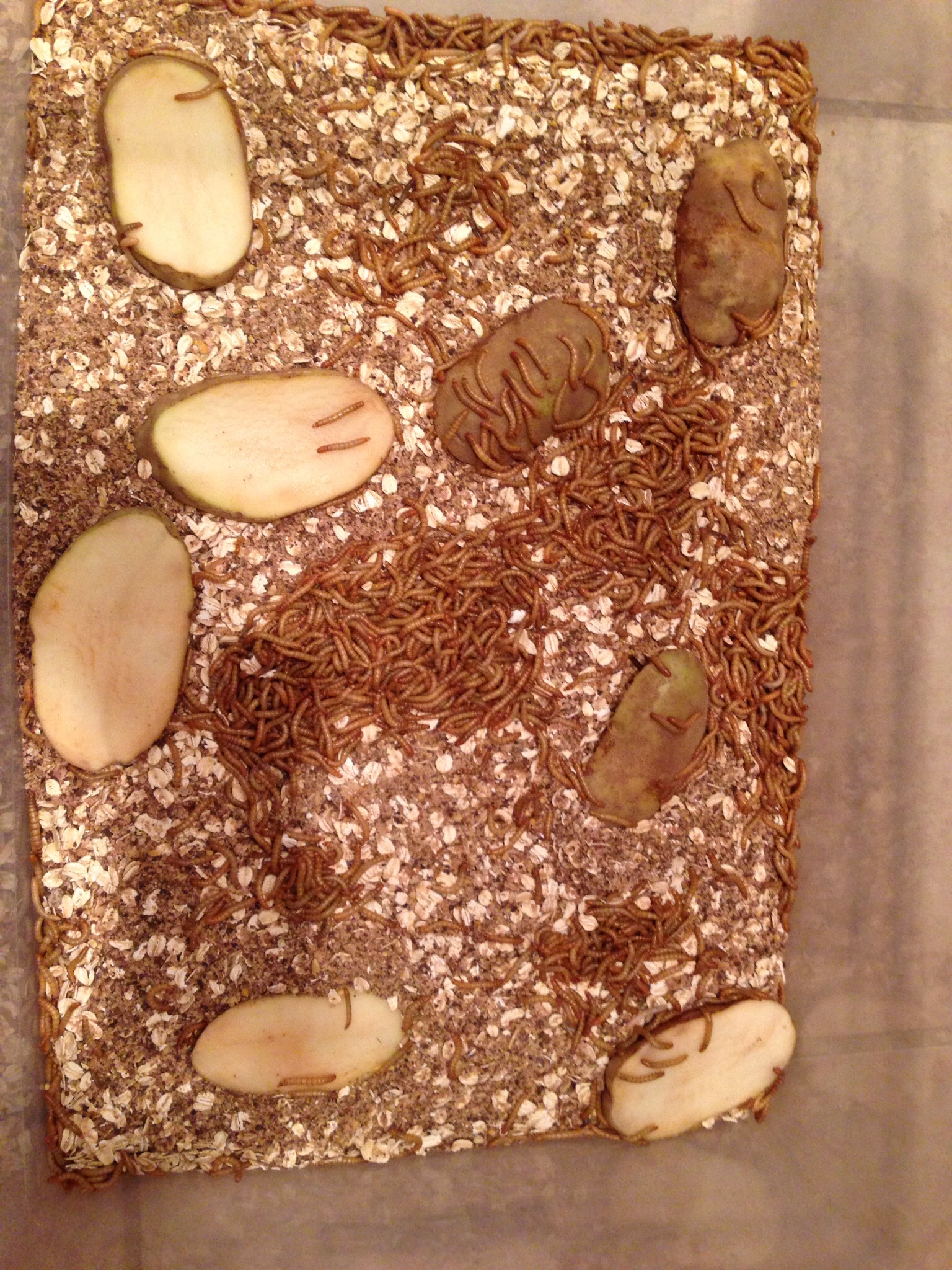 Today, I started my meal worm farm. The bedding is made of old-fashioned oats, red wheat bran & organic feed. I also added some slices of potato for moisture. I bought 1000 1" worms from Gimminy Crickets & Worms through Amazon & they were shipped well (only found 4 dead ones).