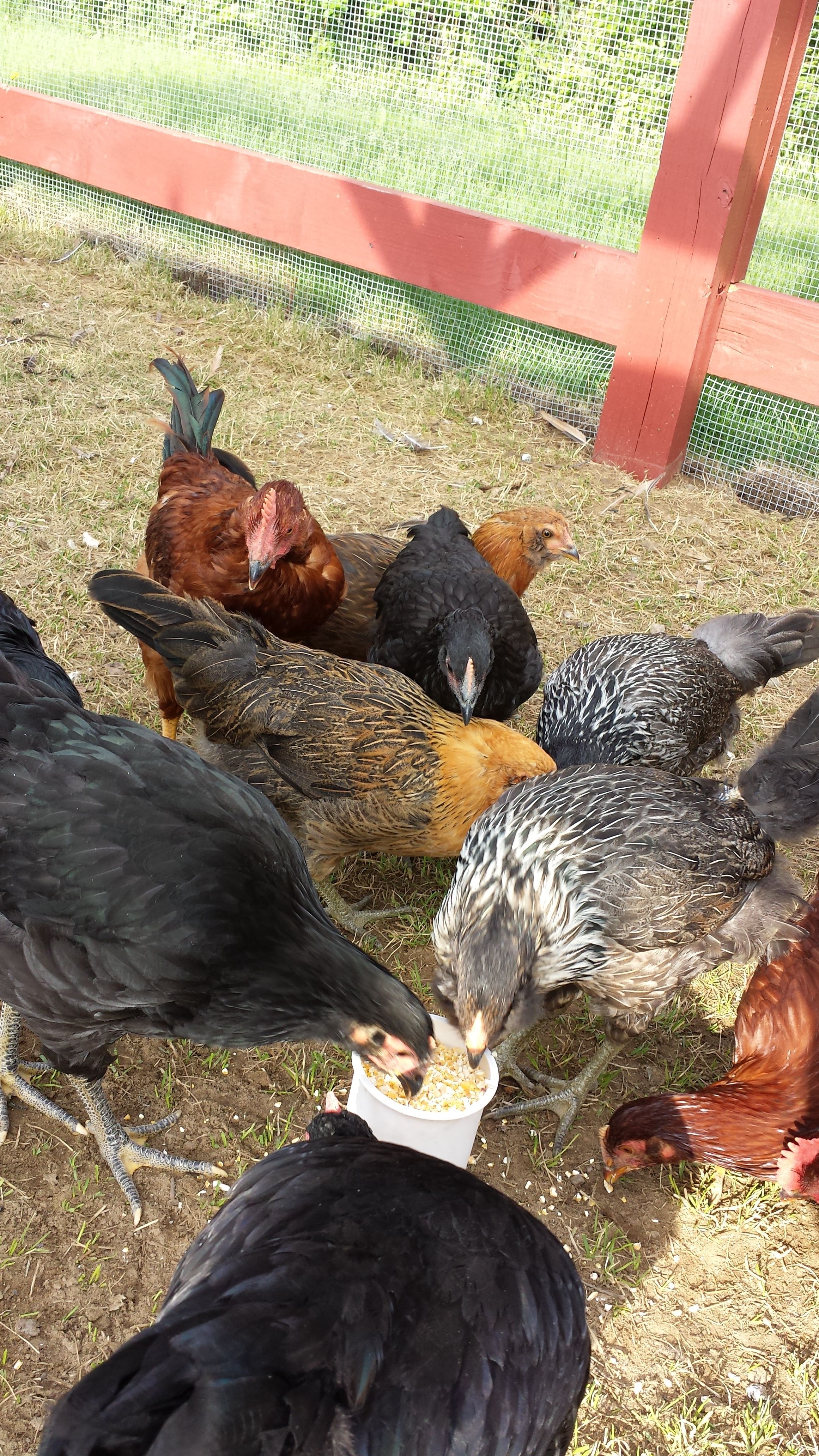 Today's snack was corn and sunflower seeds. I set the container down before dumping it out so I could get a couple group shot pictures.