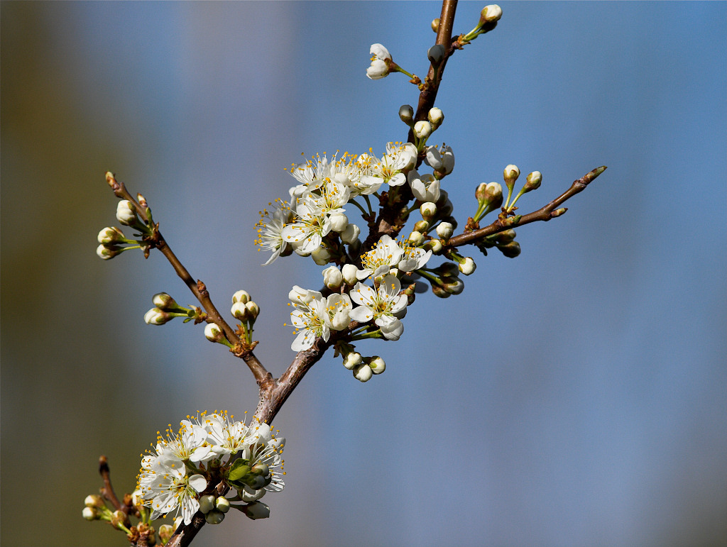 Toka Plum blossoms
