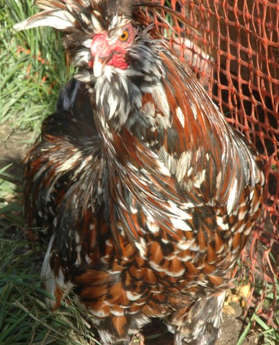 Tolbunt Bearded Crested Polish
