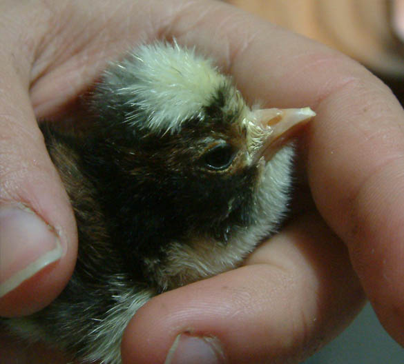 tolbunt chick with bad nostrils