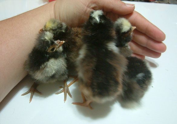 tolbunt chicks are crazy!