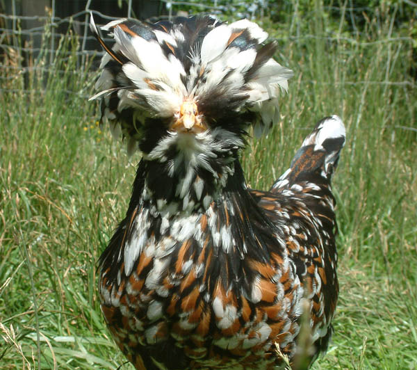 Tolbunt Polish pullet