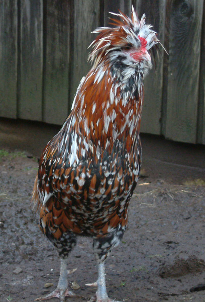Tolbunt Polish rooster