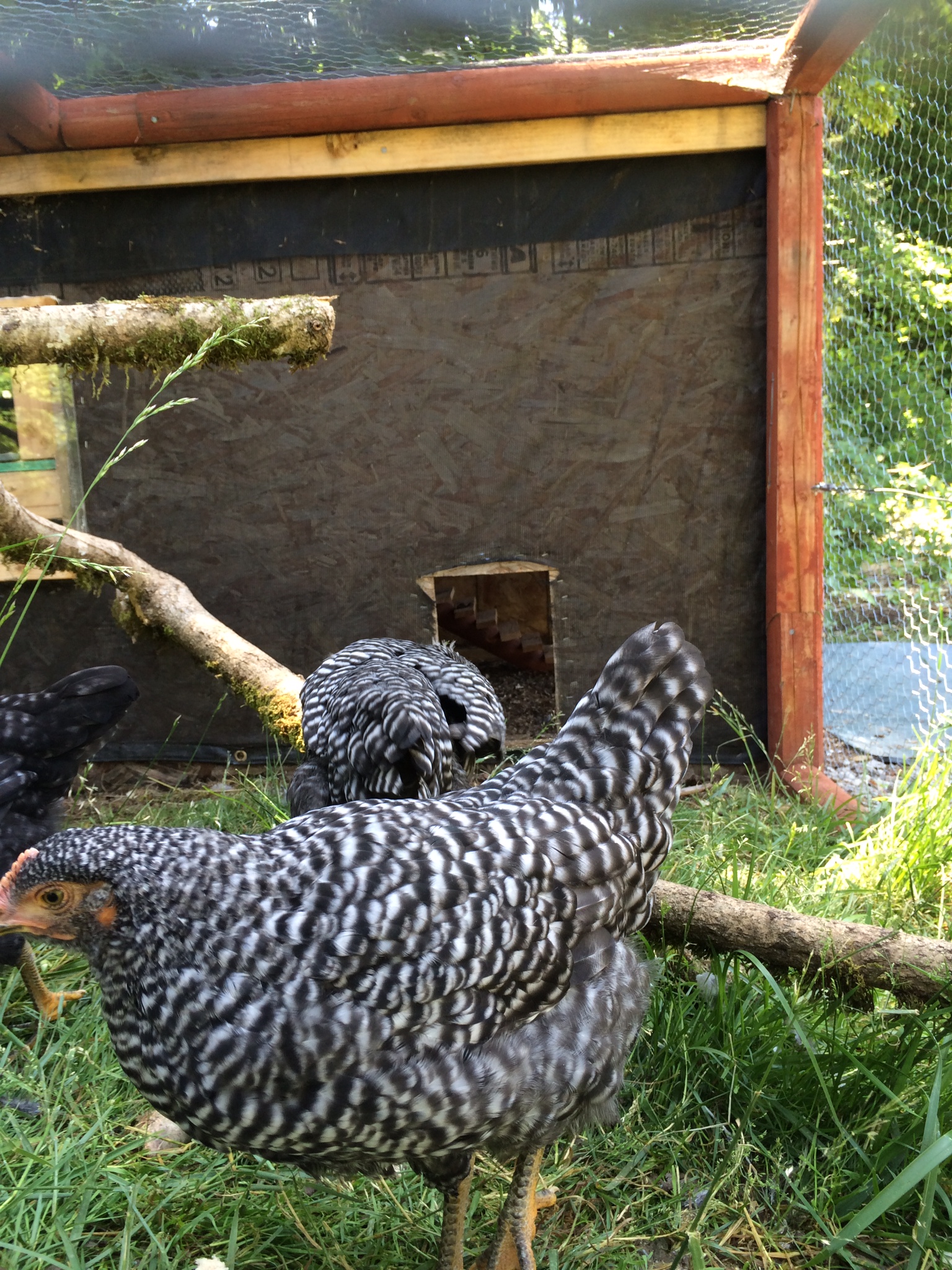 Tom, 9 Weeks Old
Barred Rock