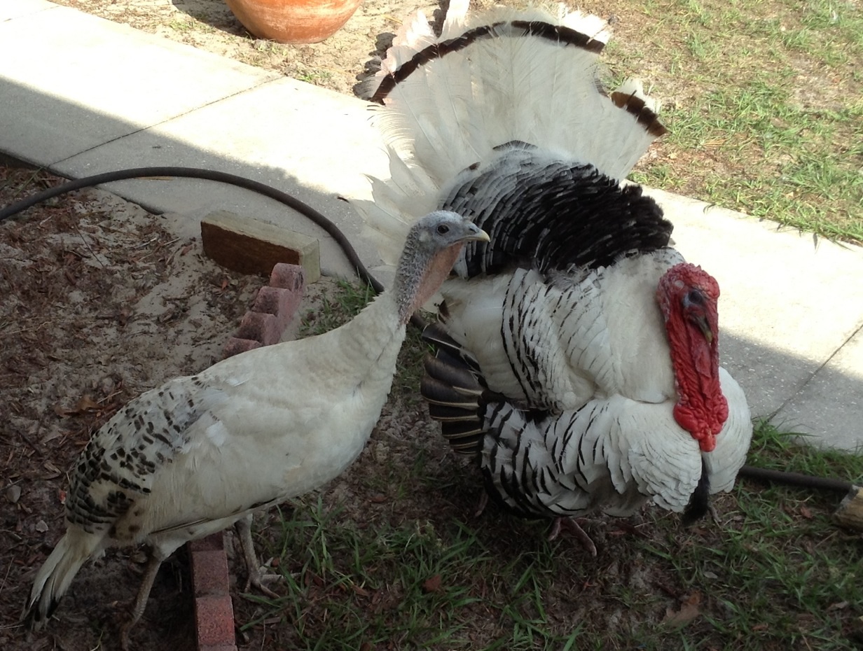 Tom and Rosemarie watching us work..... Or getting in the way...:)