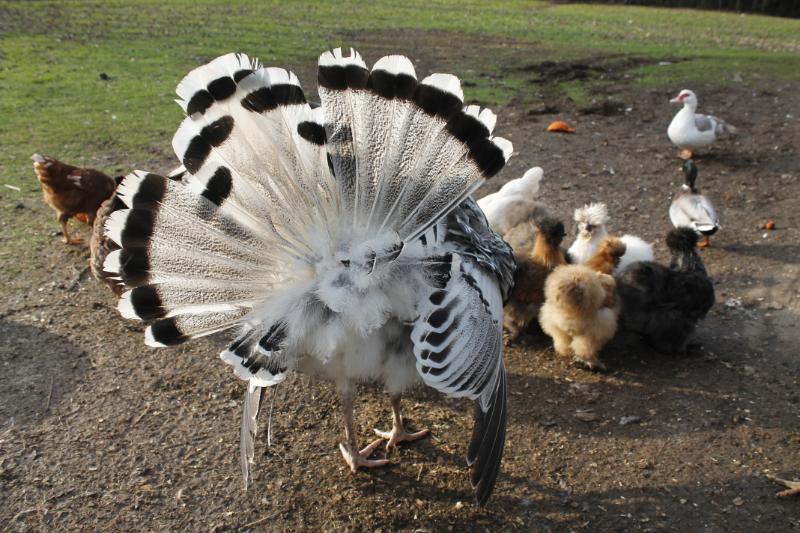 Tom strutting for the silkies ;)