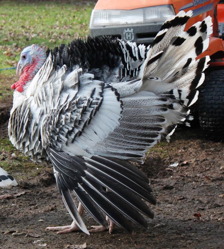 Tom strutting his stuff.