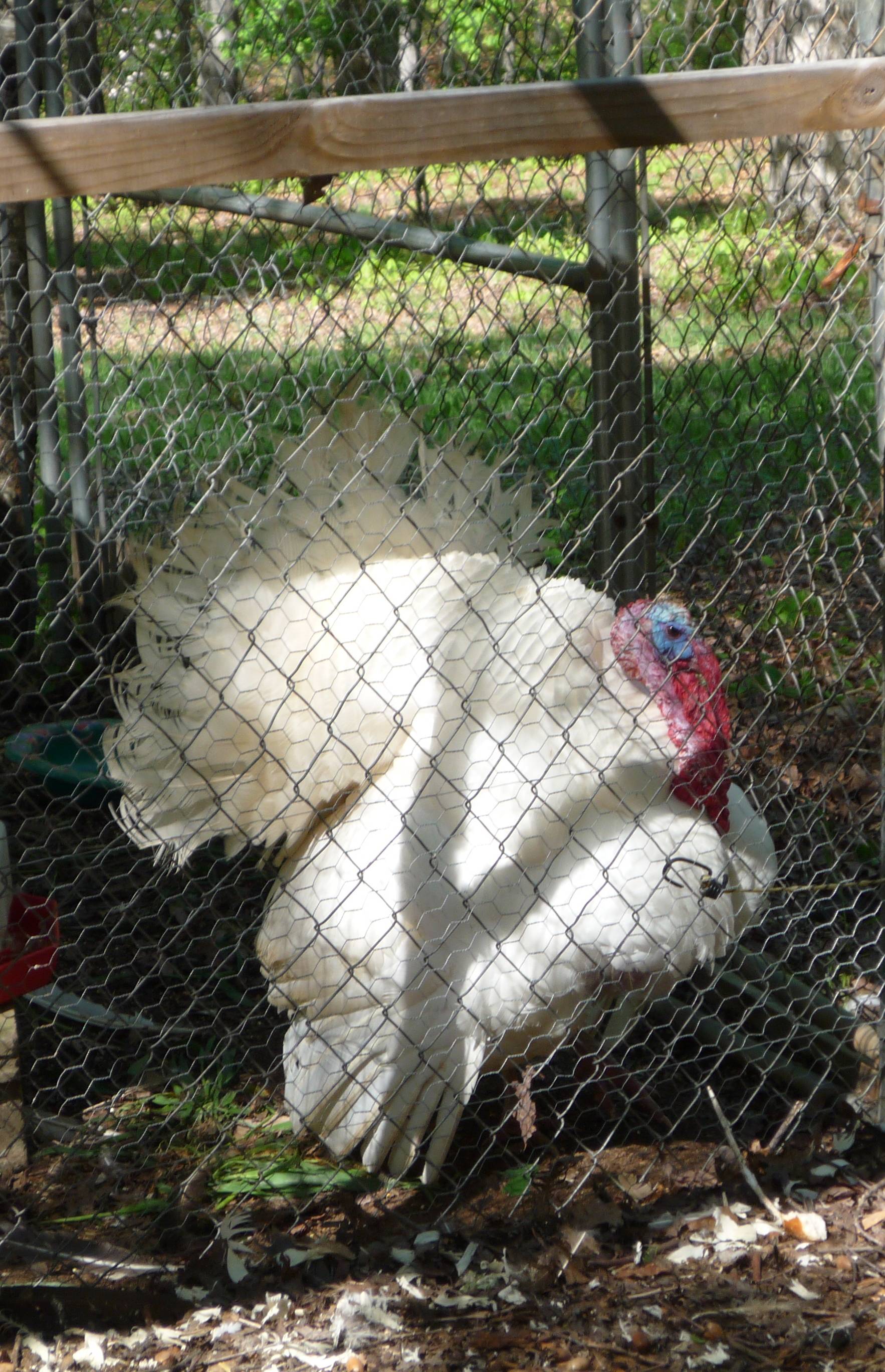 Tom