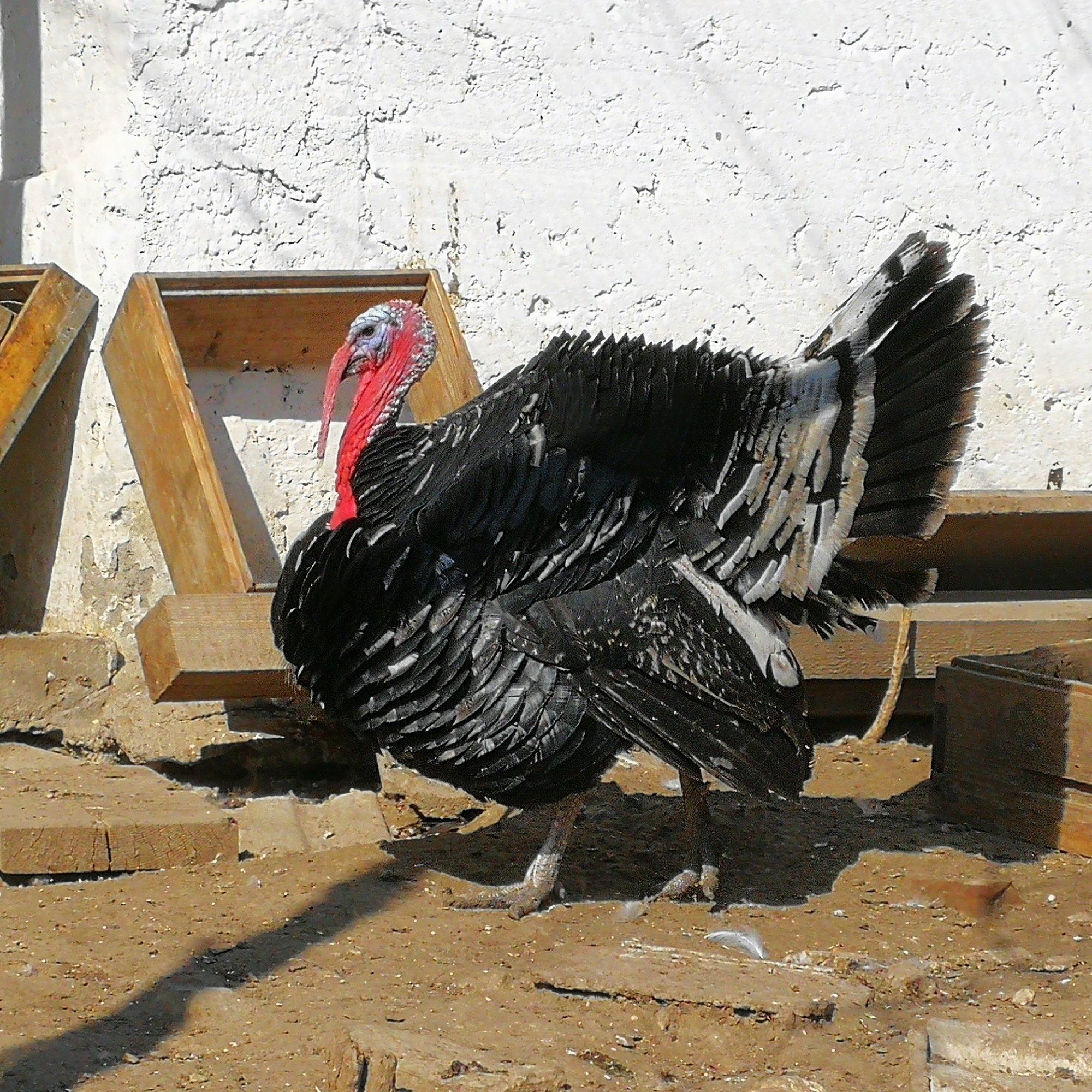 Tom