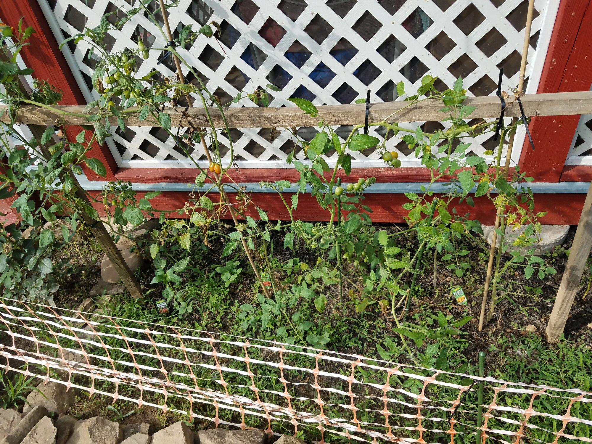 Tomato plants struggling