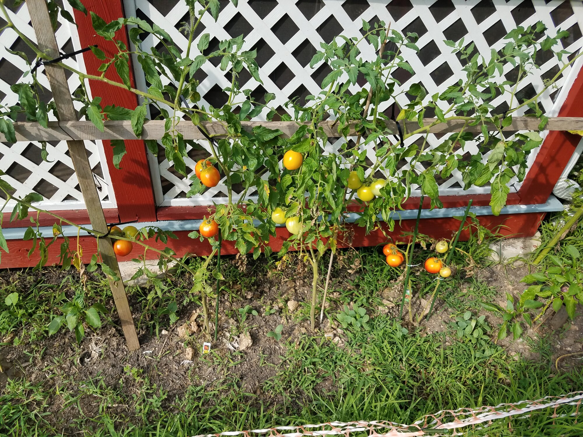 Tomato plants struggling
