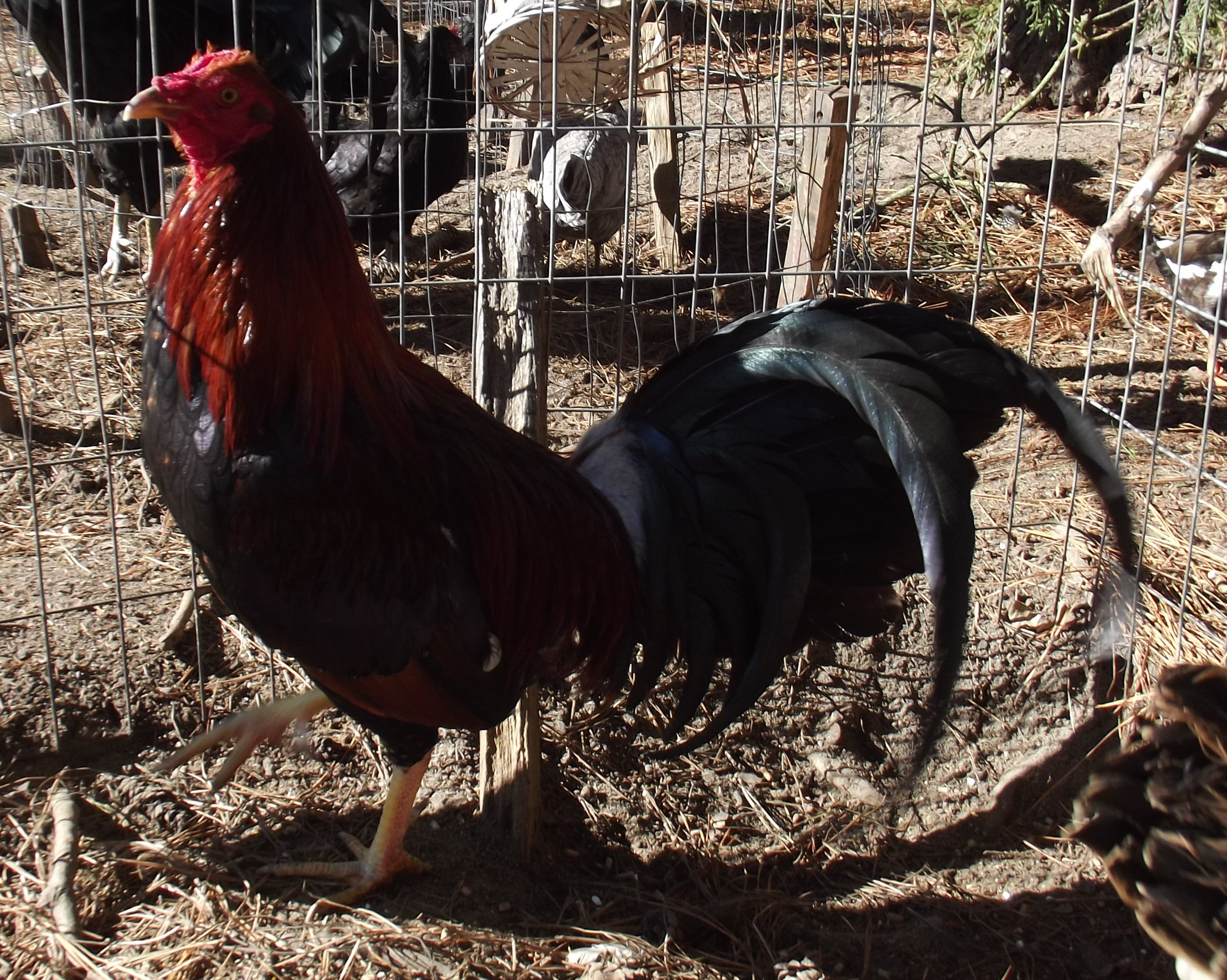Tomatoe eating game roo... LoL