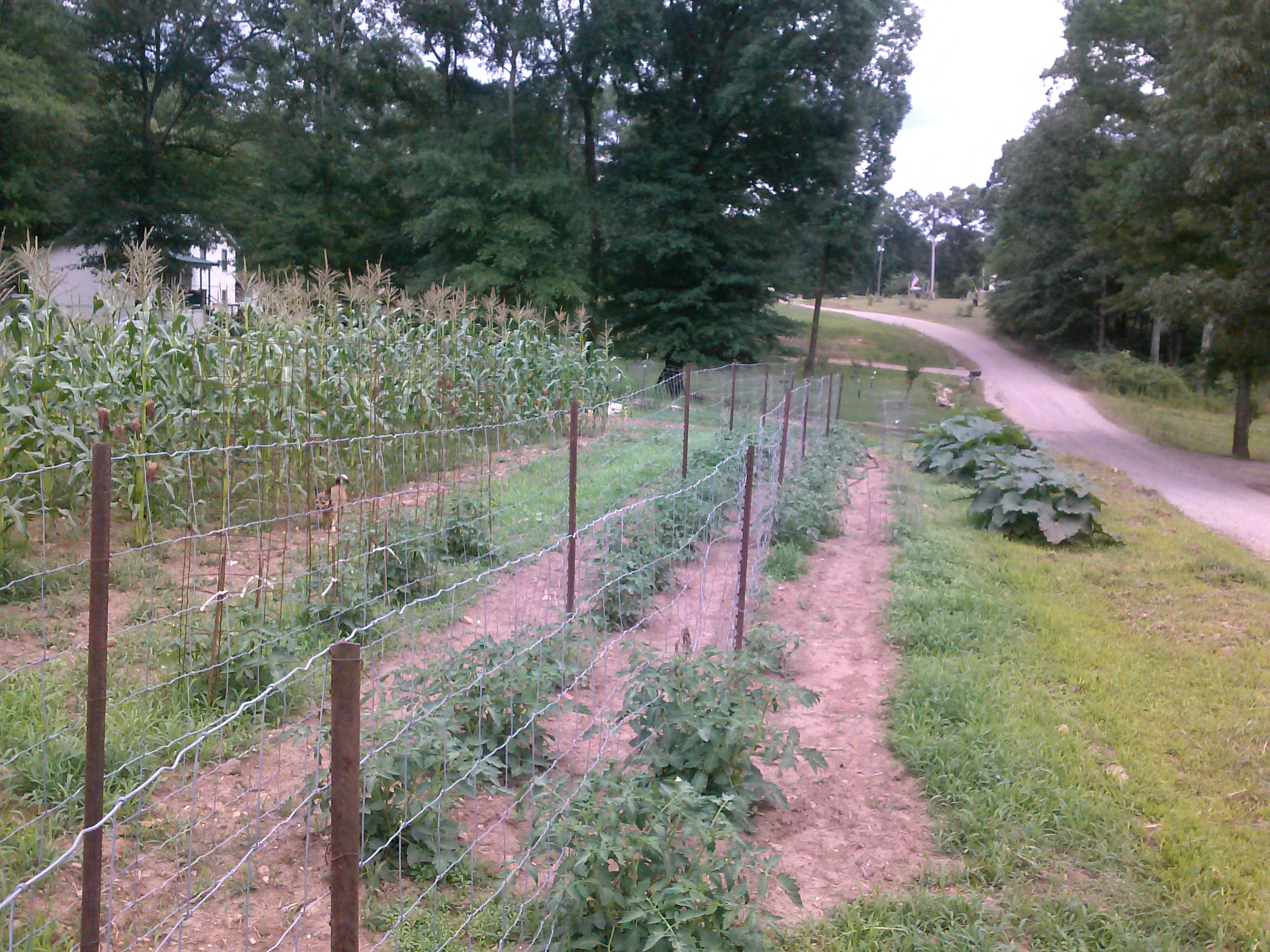 Tomatoes did well.