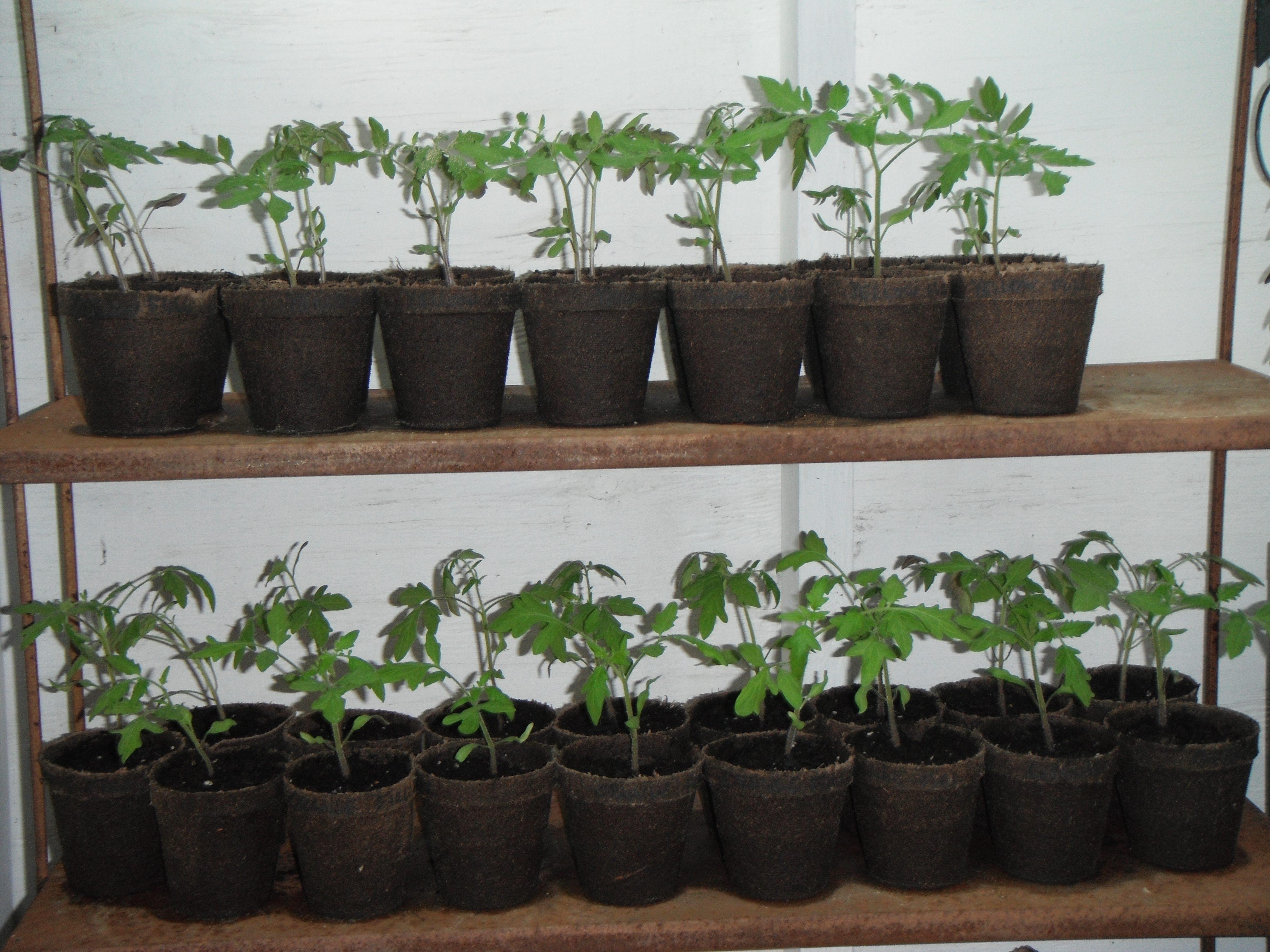 Tomatoes(why did I plant so many!)