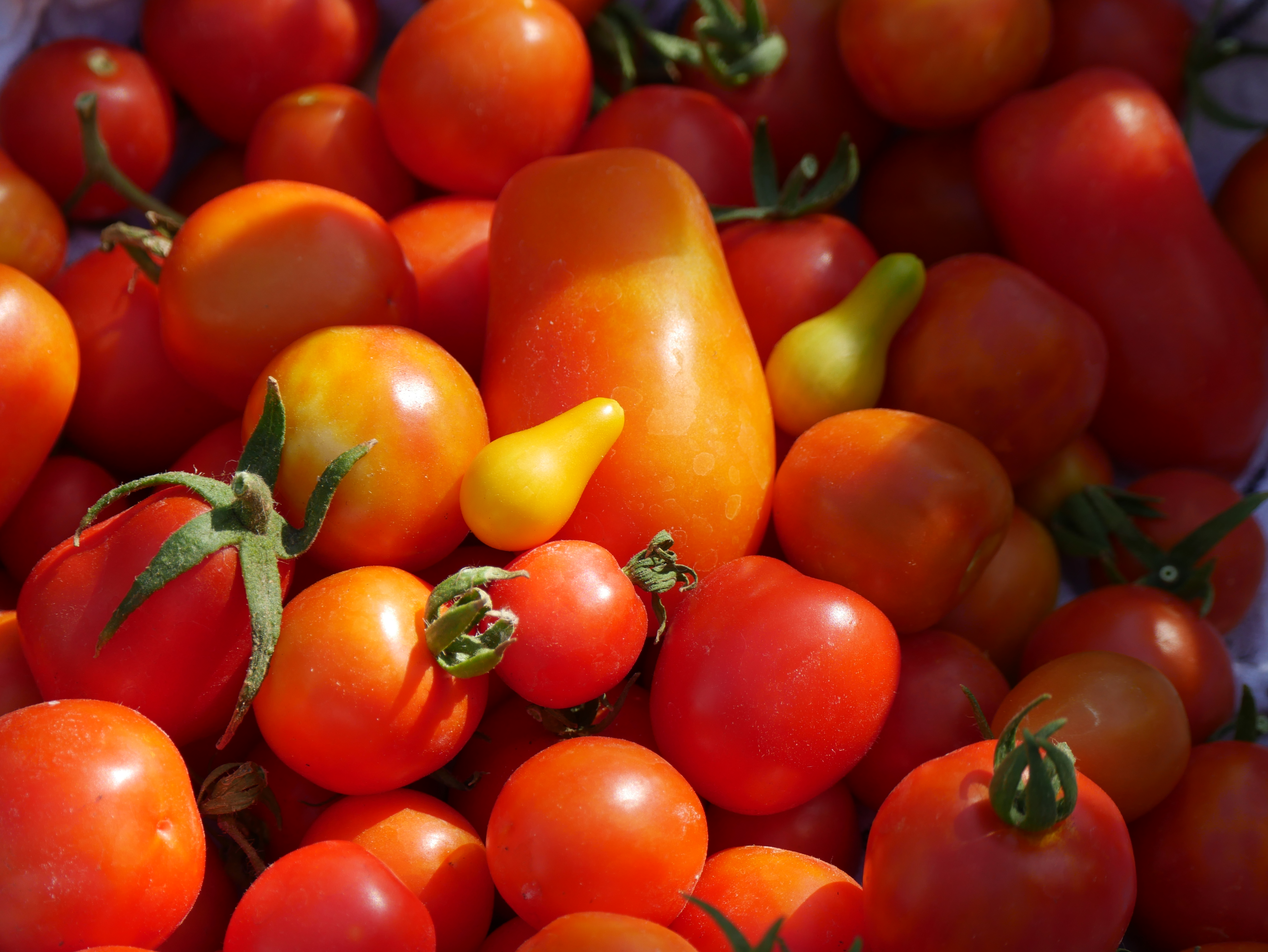 Tomatoes
