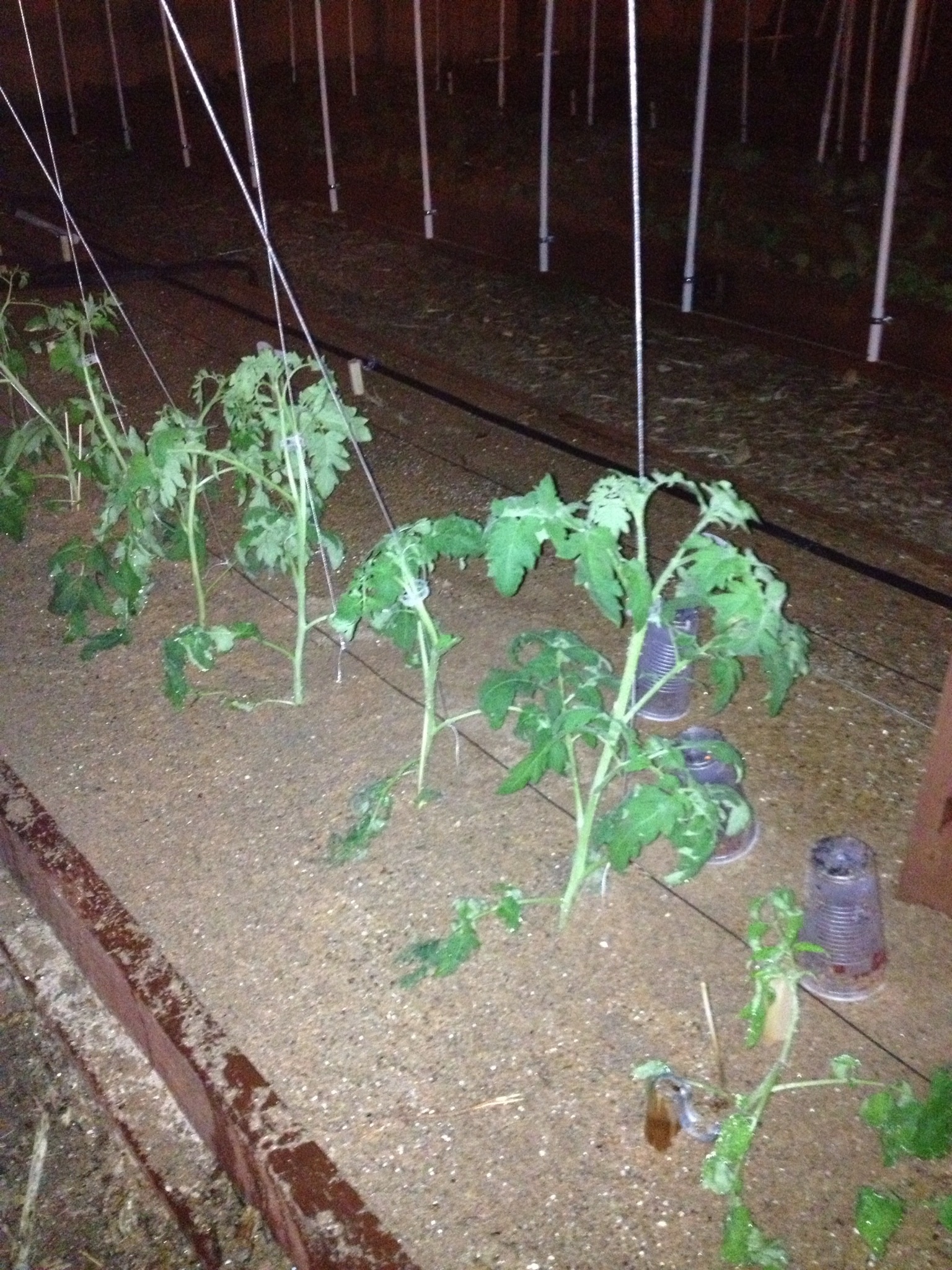 Tomato's, they grow up like a vine 
And bush tomato's