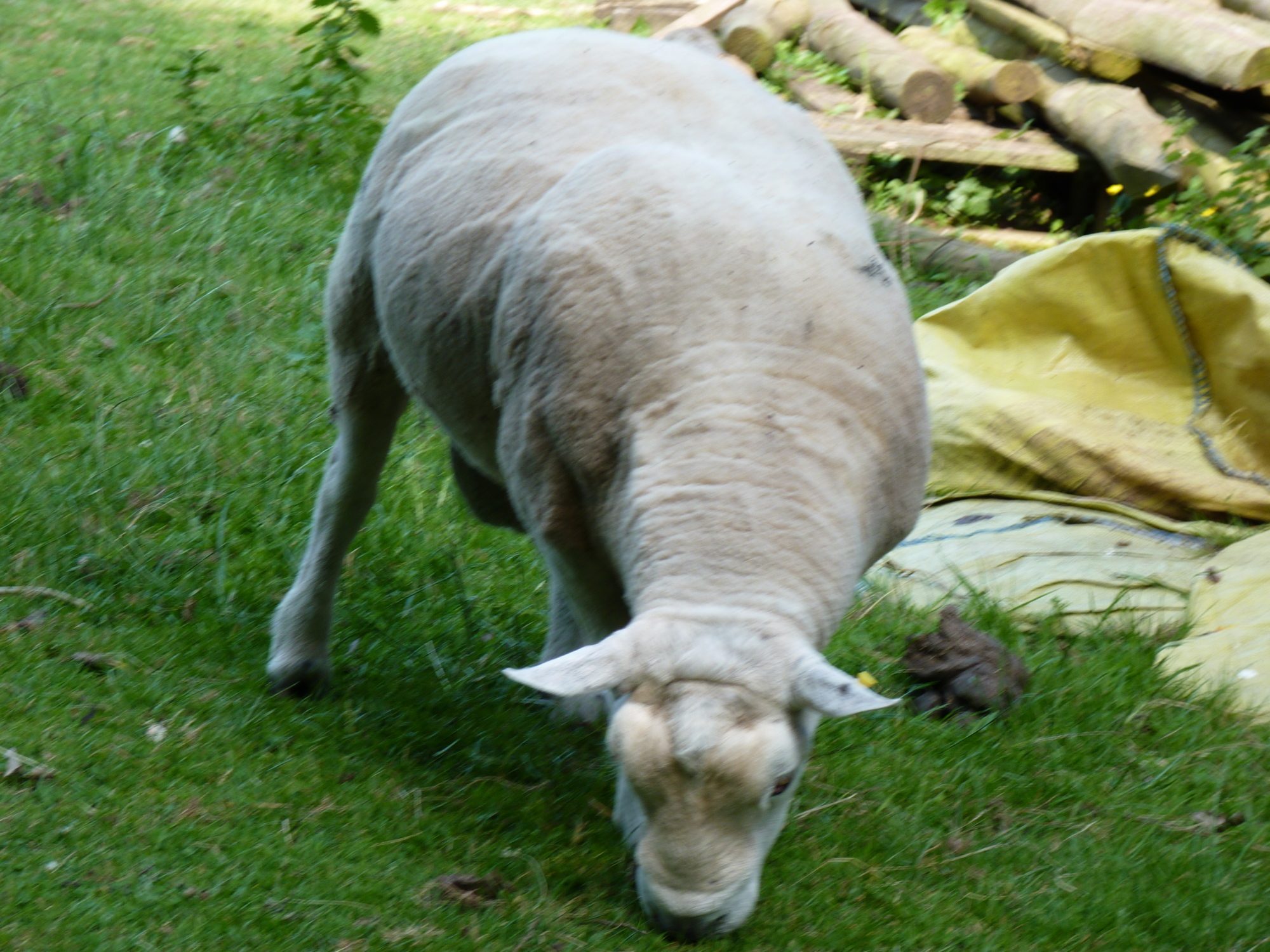 tommy the ram