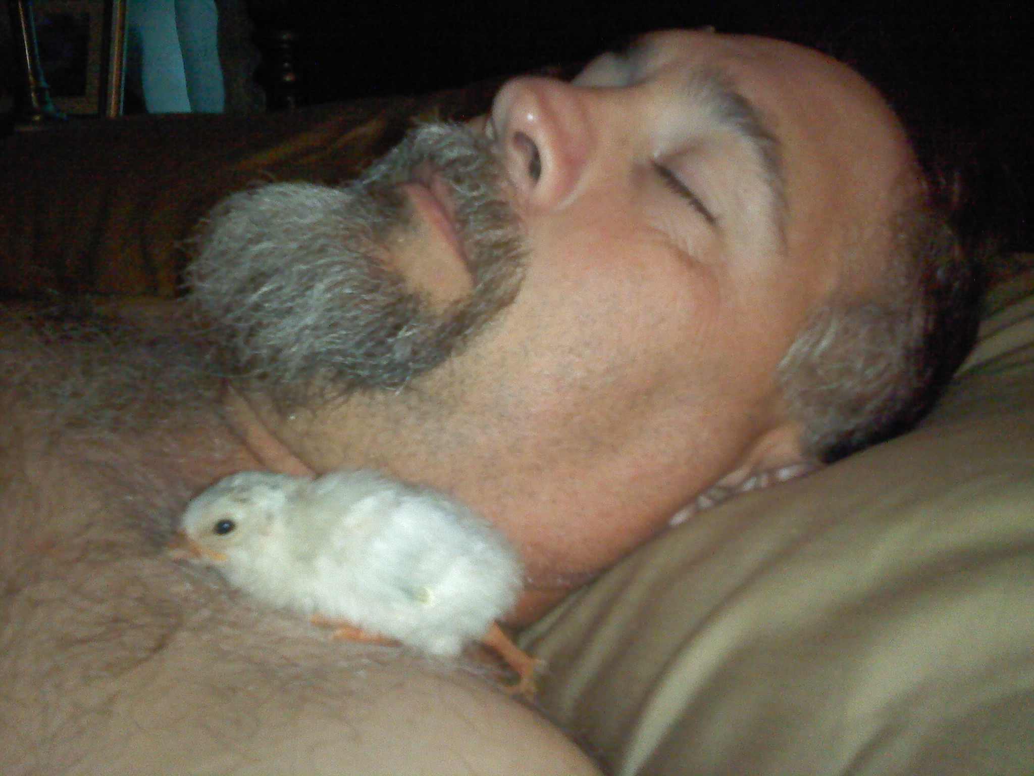Tommy will kill me if he sees I posted this. This is him asleep, and I put one of the guineas on his chest. The guinea got up on top and crawled into his beard and went to sleep.