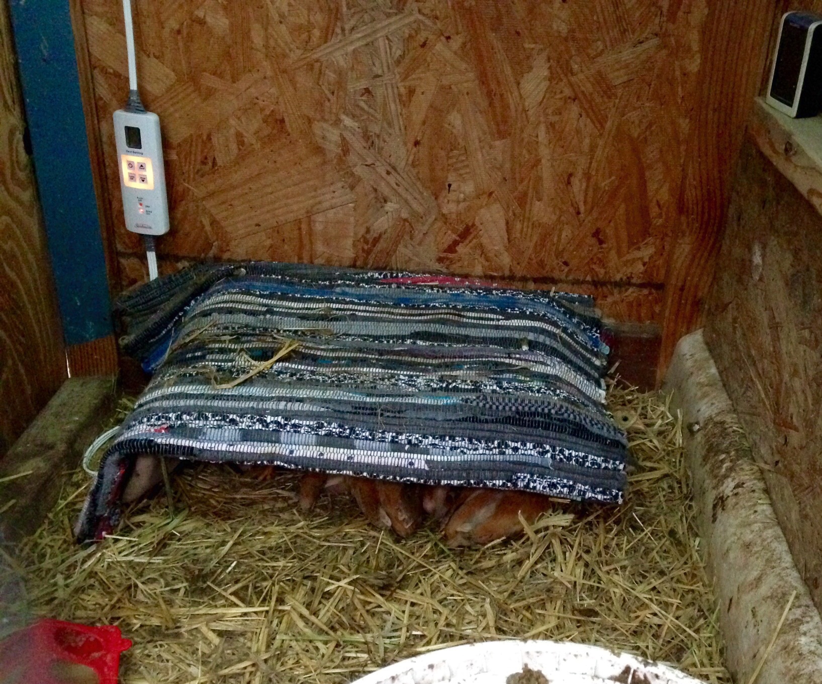 Tonight at dusk around 8, the gang had put themselves to bed. Maybe one more week with the heat pad on. Maybe less depending on wether.