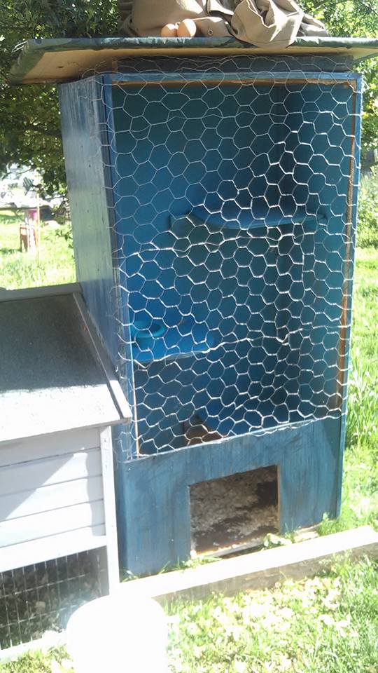 Took a store display bin I had in basement added shelves and stood up on side and added a roof and little opening. Needs a door before I can let them stay in it.  Im adding hardware cloth and taking off the chicken wire.  Kind of an aviary for them to jump onto the 3 shelves.   Will put wounded birds in or grow ing  bird s  in this.