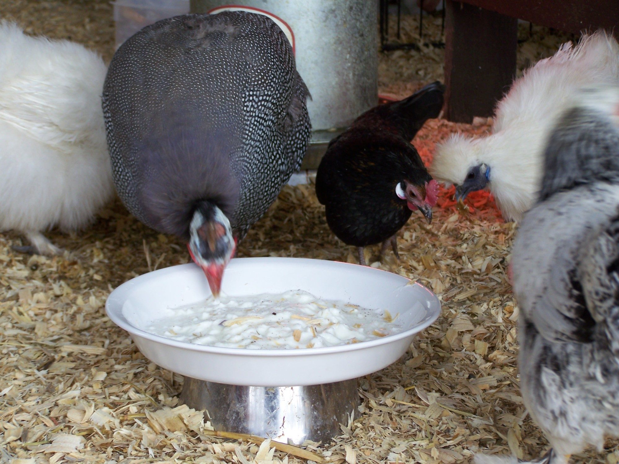 Took a while for them to test the yogurt out, but once they did they loved it!

Pearl, ? (trying to find out what kind this one is), Sylvia (silkie)
