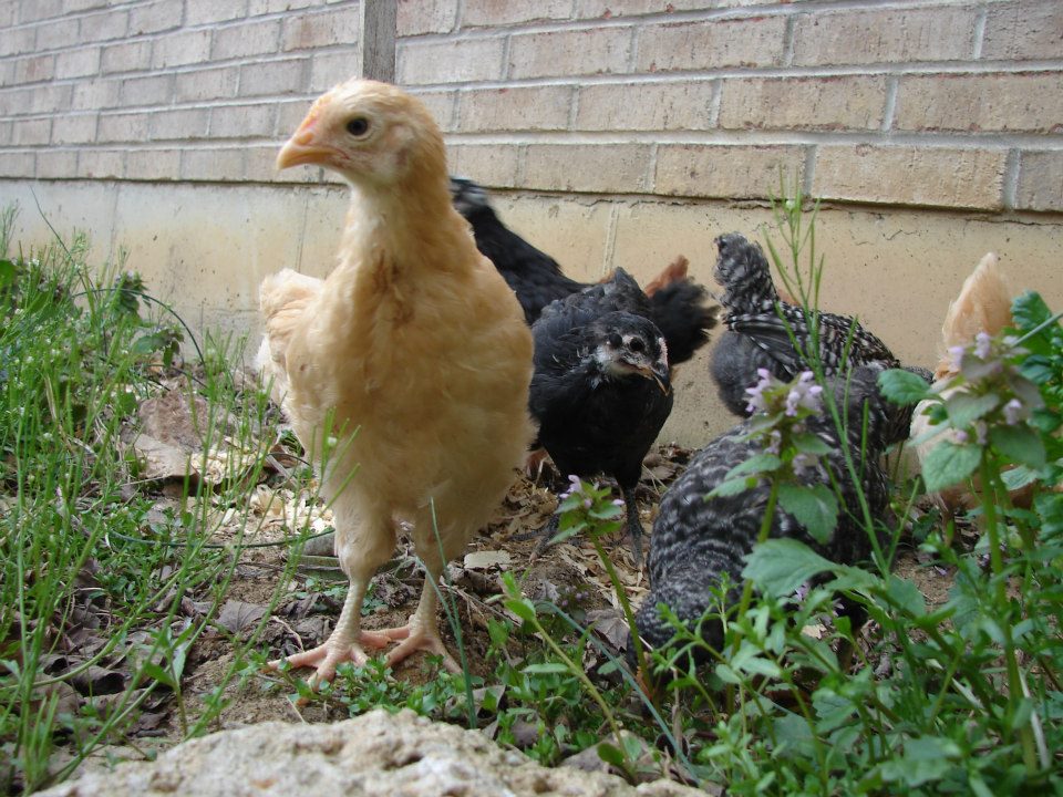 Took the chicks to play in the garden.
