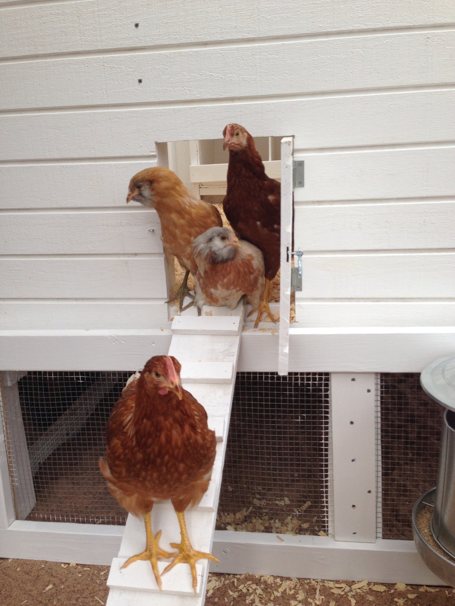 Took them 8 hours to go down the ramp & explore the run--lured them out with some green grapes