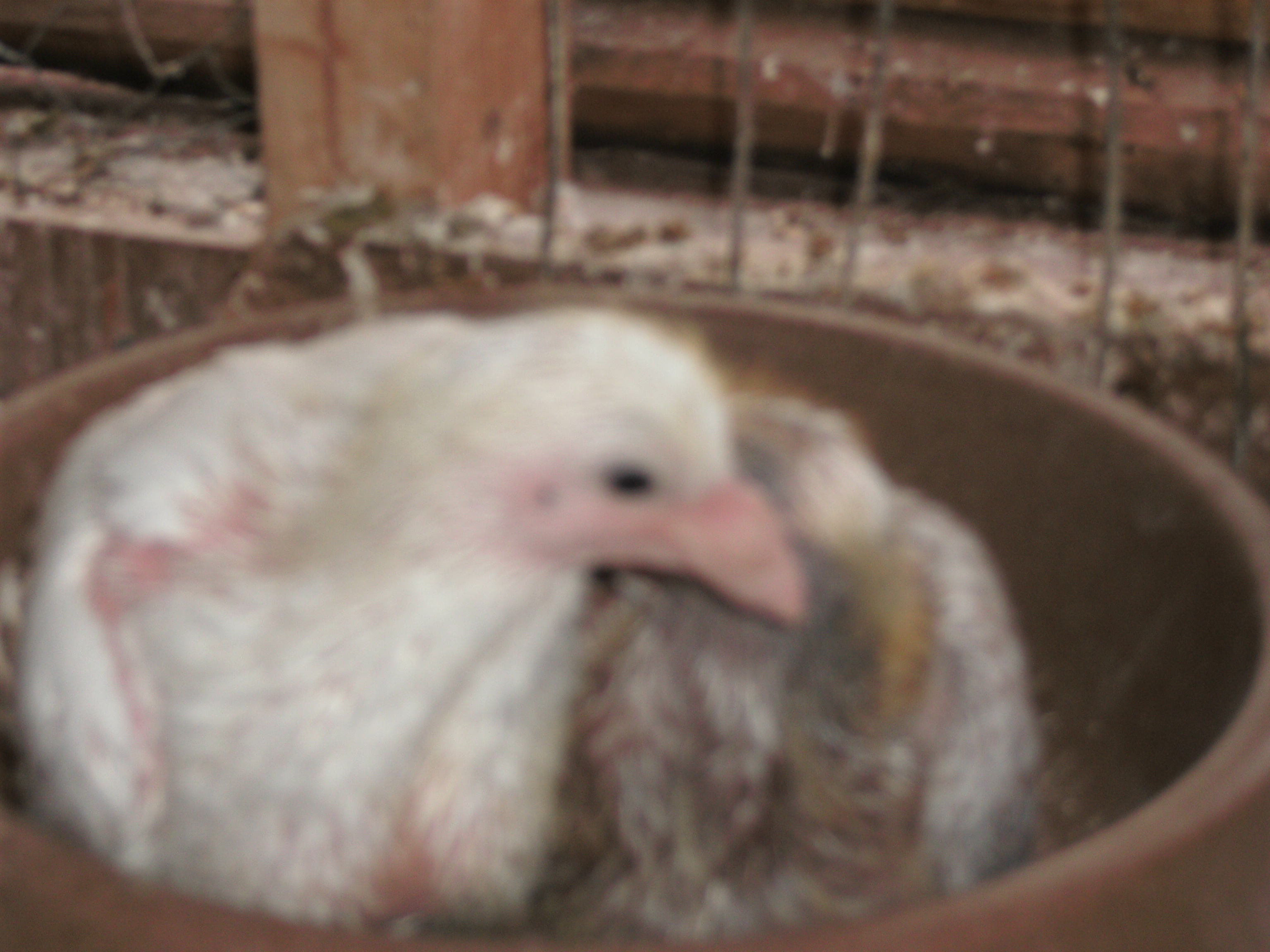 Took these pictures this morning Jan 10, 2013. Jack & Frostie are now 13 & 14 days old. Doing well in their Styrofoam nest box. I seem to be getting a lot of brown in some of the offspring of my White Doves??