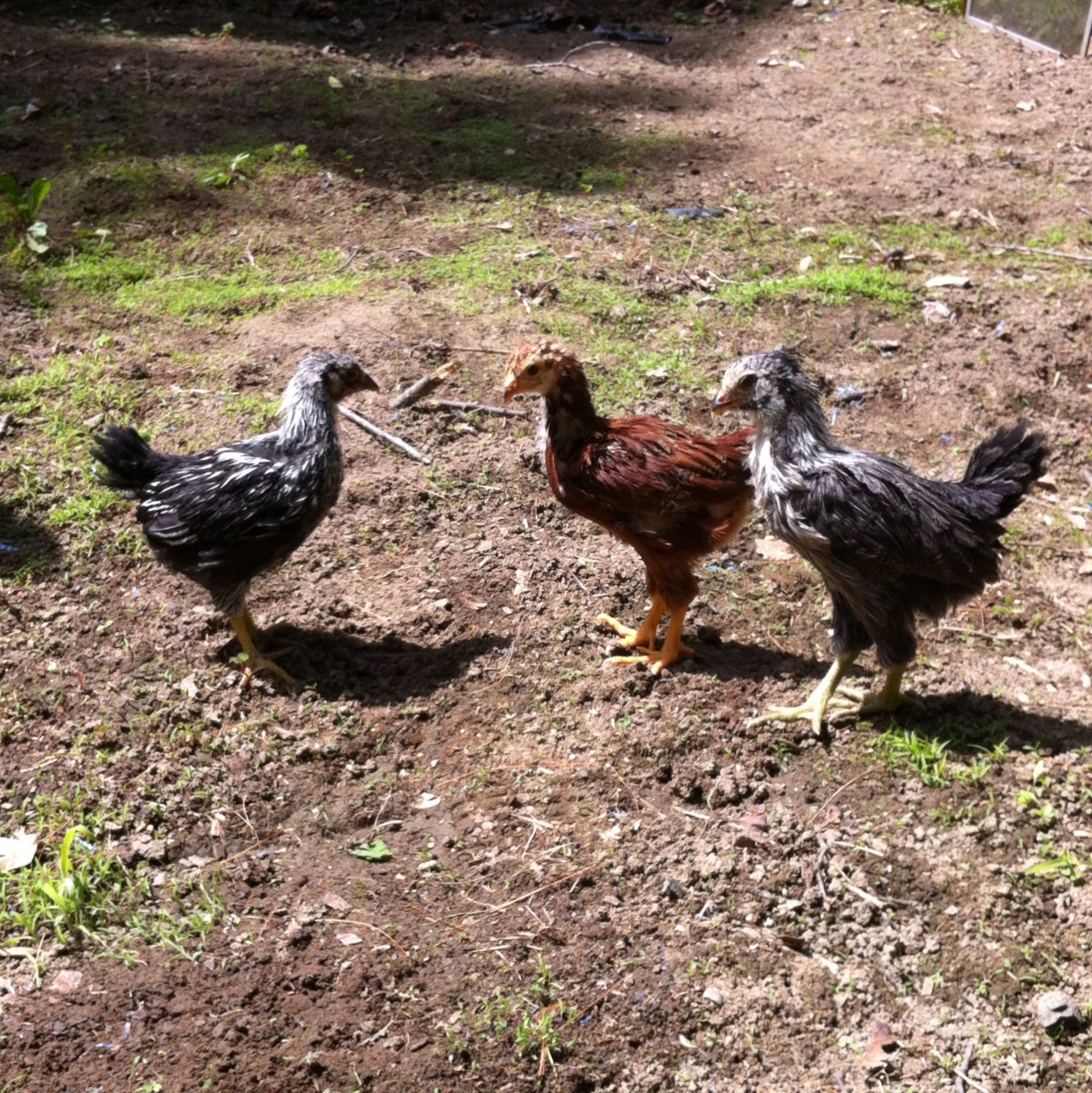 Tootsie, Lacie & Red in the garden area for the first time. Spring 2014