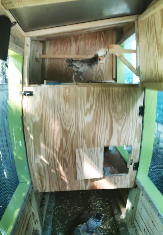 Top half door to roosting area open.