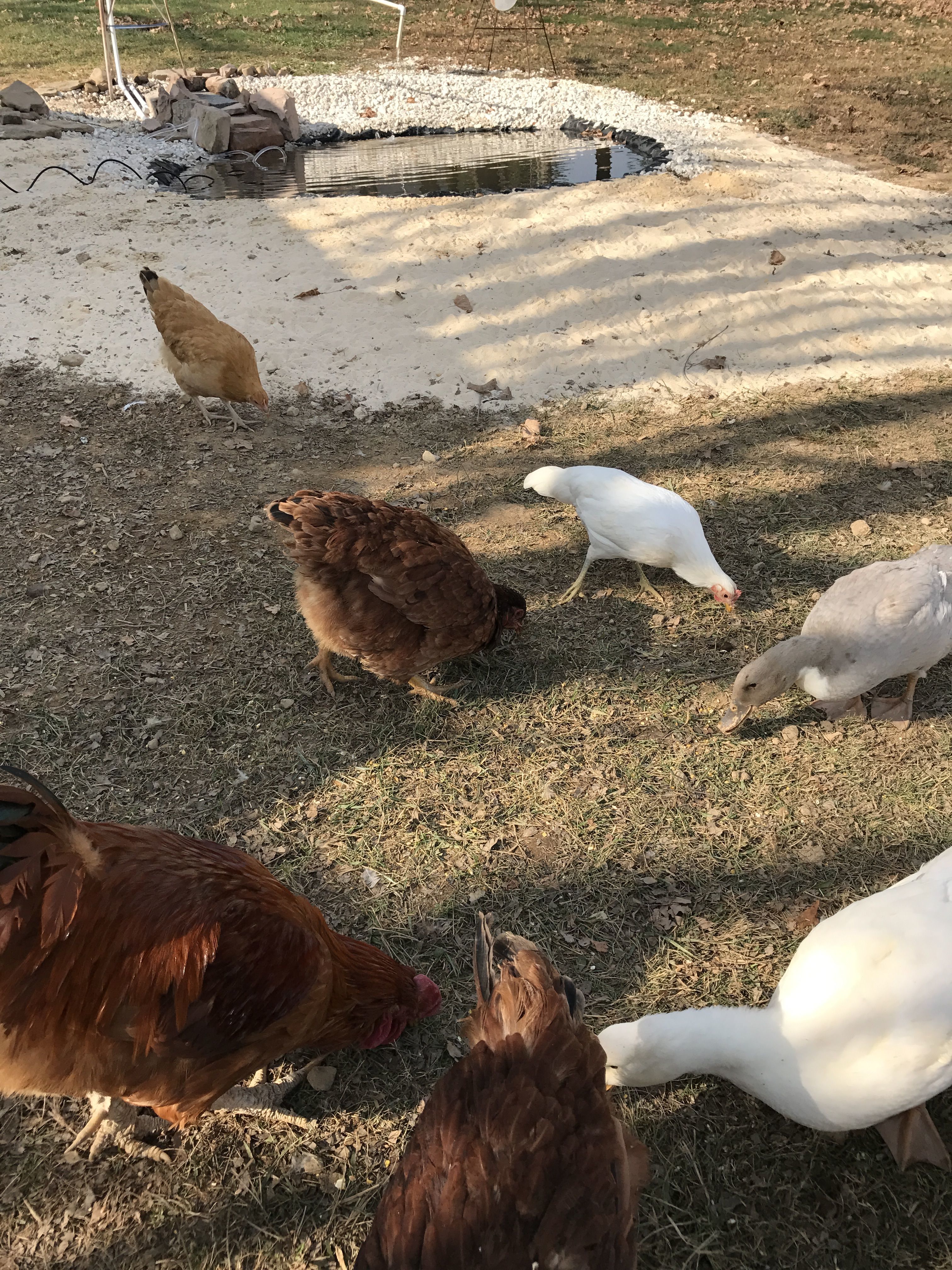 Top Left - Copper, Bottom Left Cogburn, Bottom middle Thing 1, Center Middle Thing 2 (ya i know real unique right? lol) Pretty Thing Dewey Duck and Lewey Duck :)