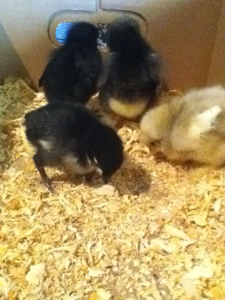 Top (left to right) Deathkluk and Goody Two Shoes
Bottom: Mulan and Gwen Steffani