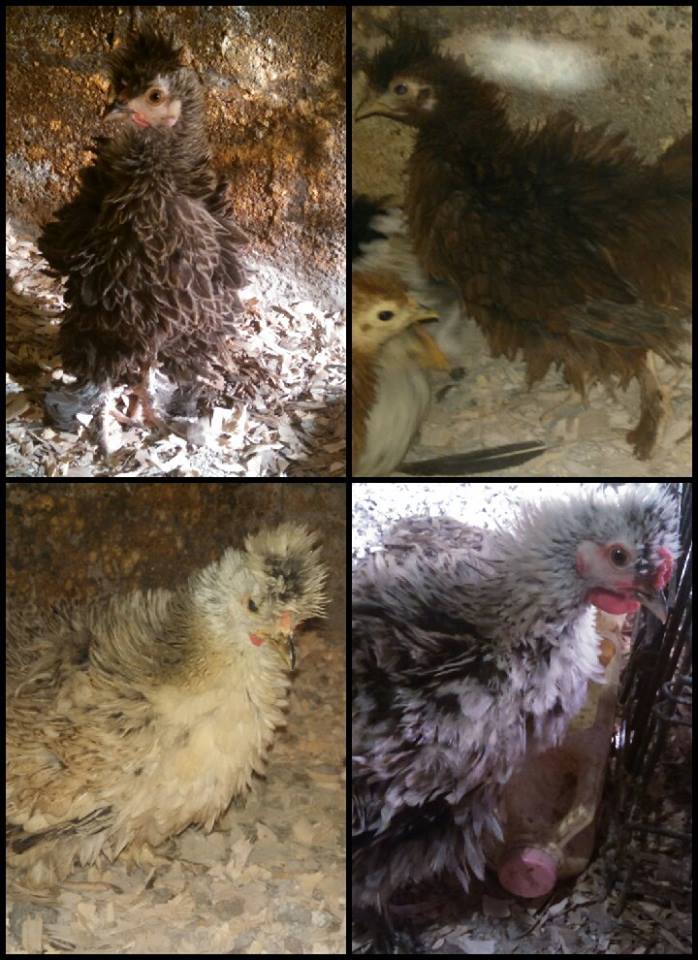 Top right : Hershey.        Top Left: Peanut
Bottom right: Mocha.           Bottom Left: Oreo