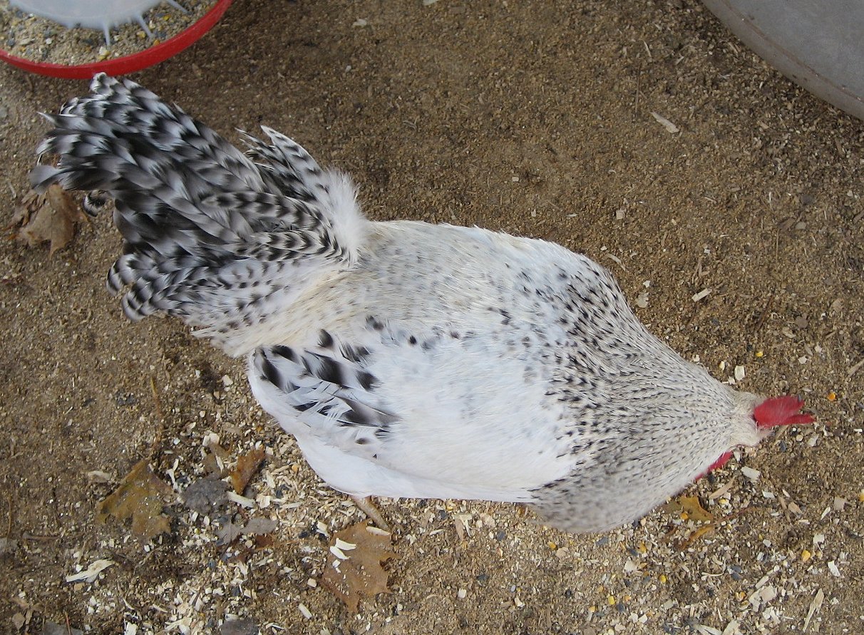 Top view