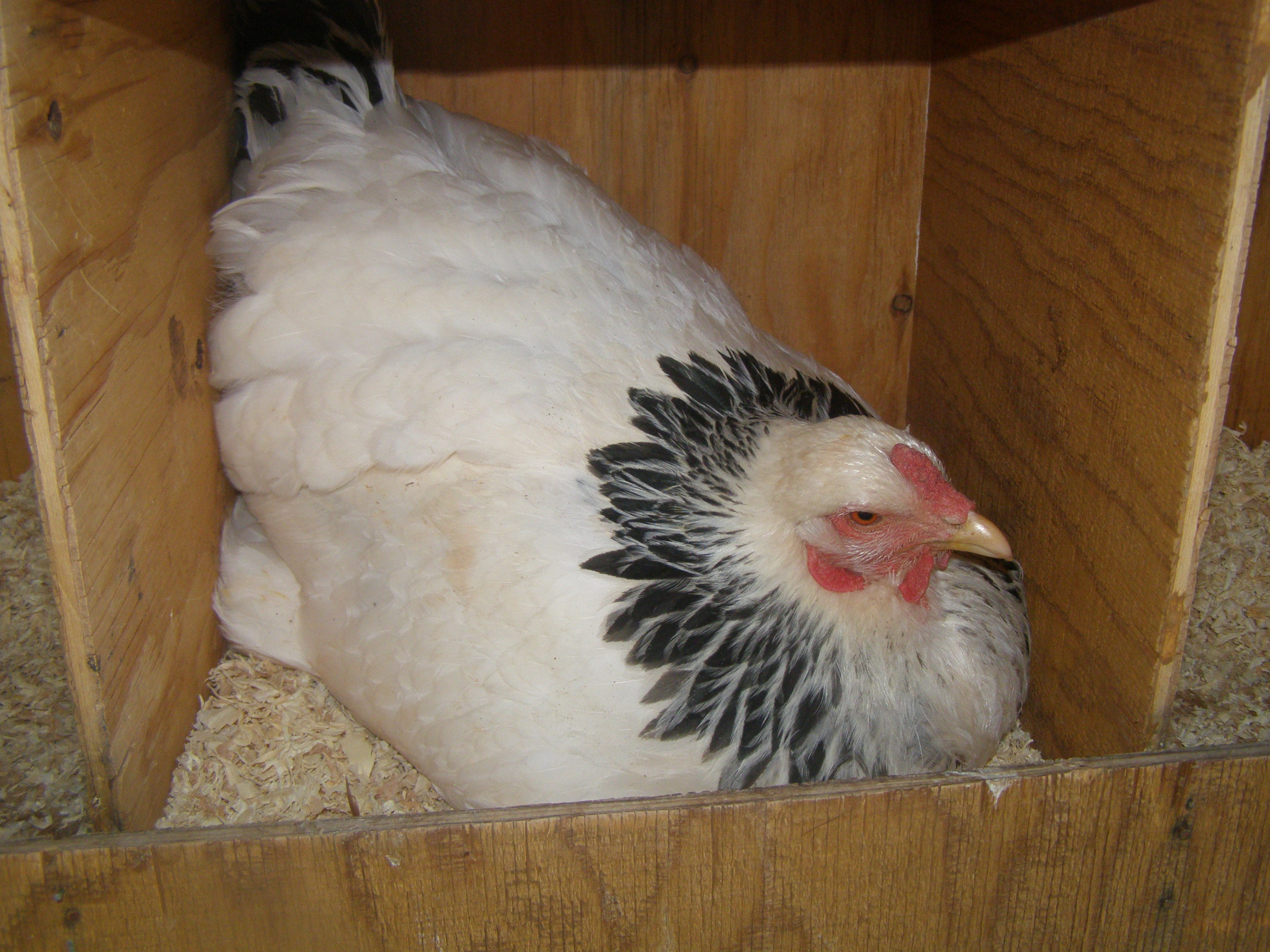 Topaz, my beautiful Brahma hen. Taken in the summer of this year. My beautiful Brahma Topaz is nesting on her eggs. I thought she was a Buff Orpington as a chick, but it turned out we bought two Brahmas from my local IFA store. It was a great blessing to get Brahmas, because these chickens love my coop and bring happiness to it! They love digging in the dirt, which is great because it keeps it aired out. I think in the future I will buy more of this breed!

She is now three years of age, the oldest hen I've had!