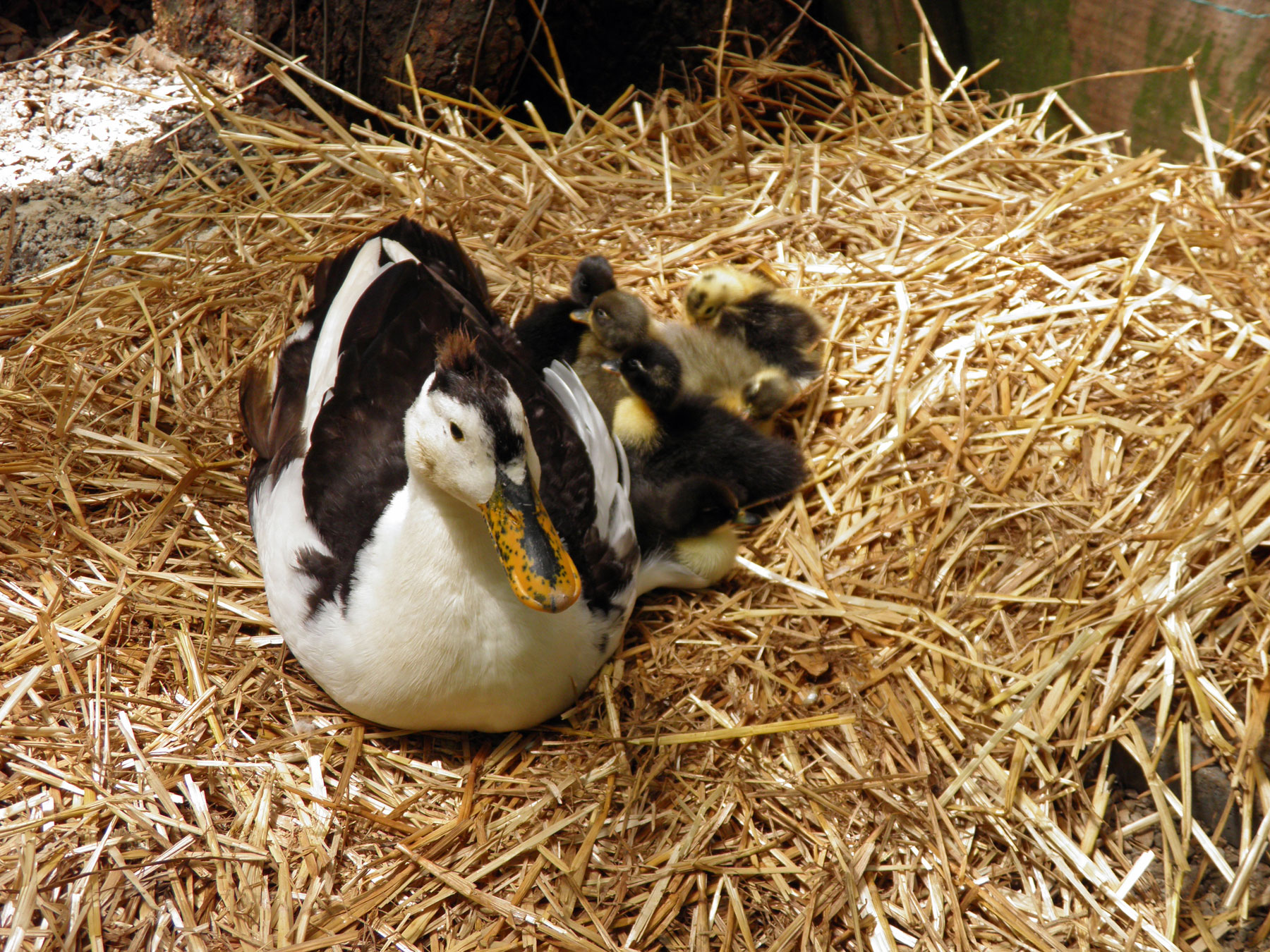 Topper & 7 ducklings 7/17/12