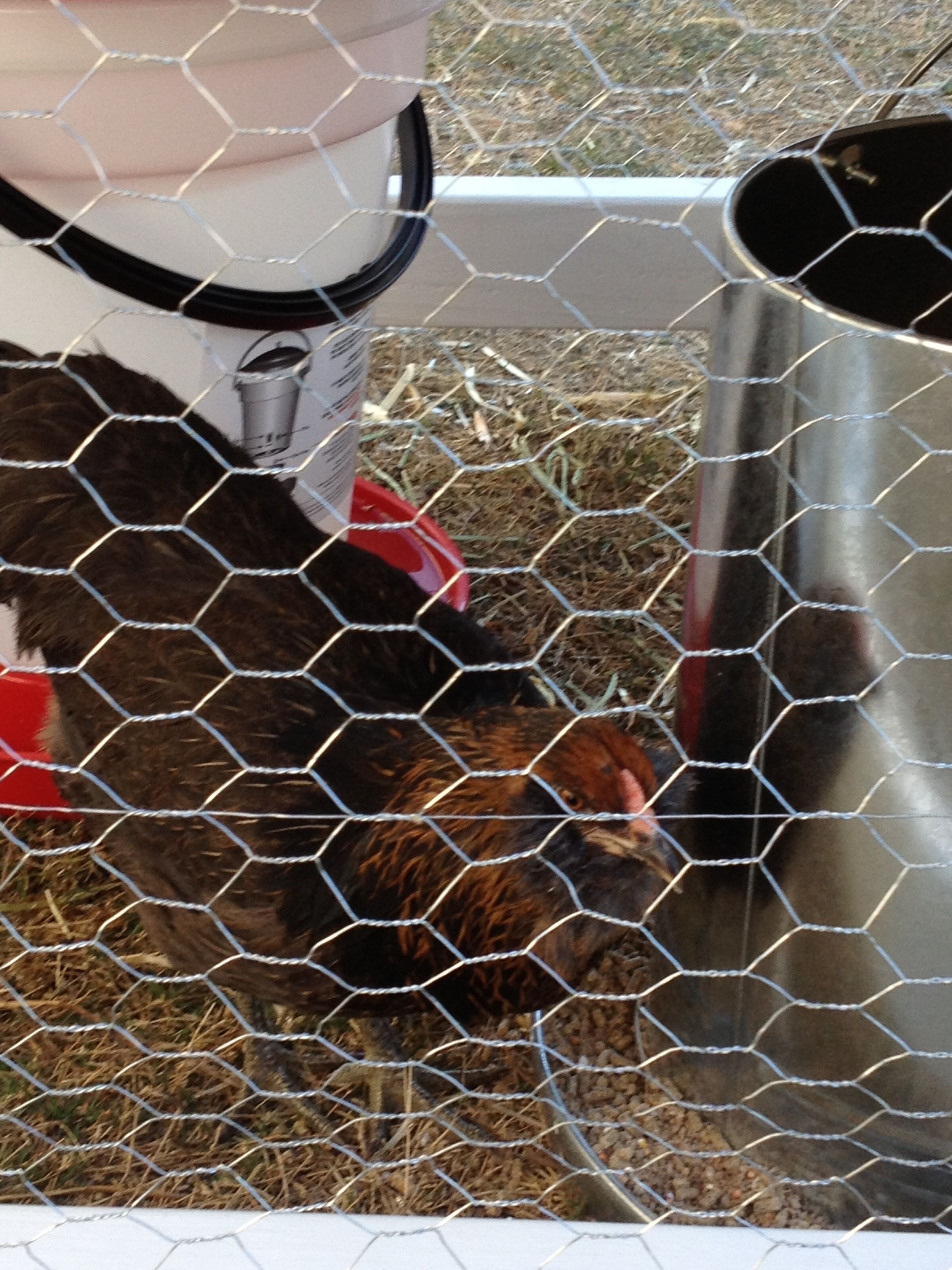 Tori finds the feeder