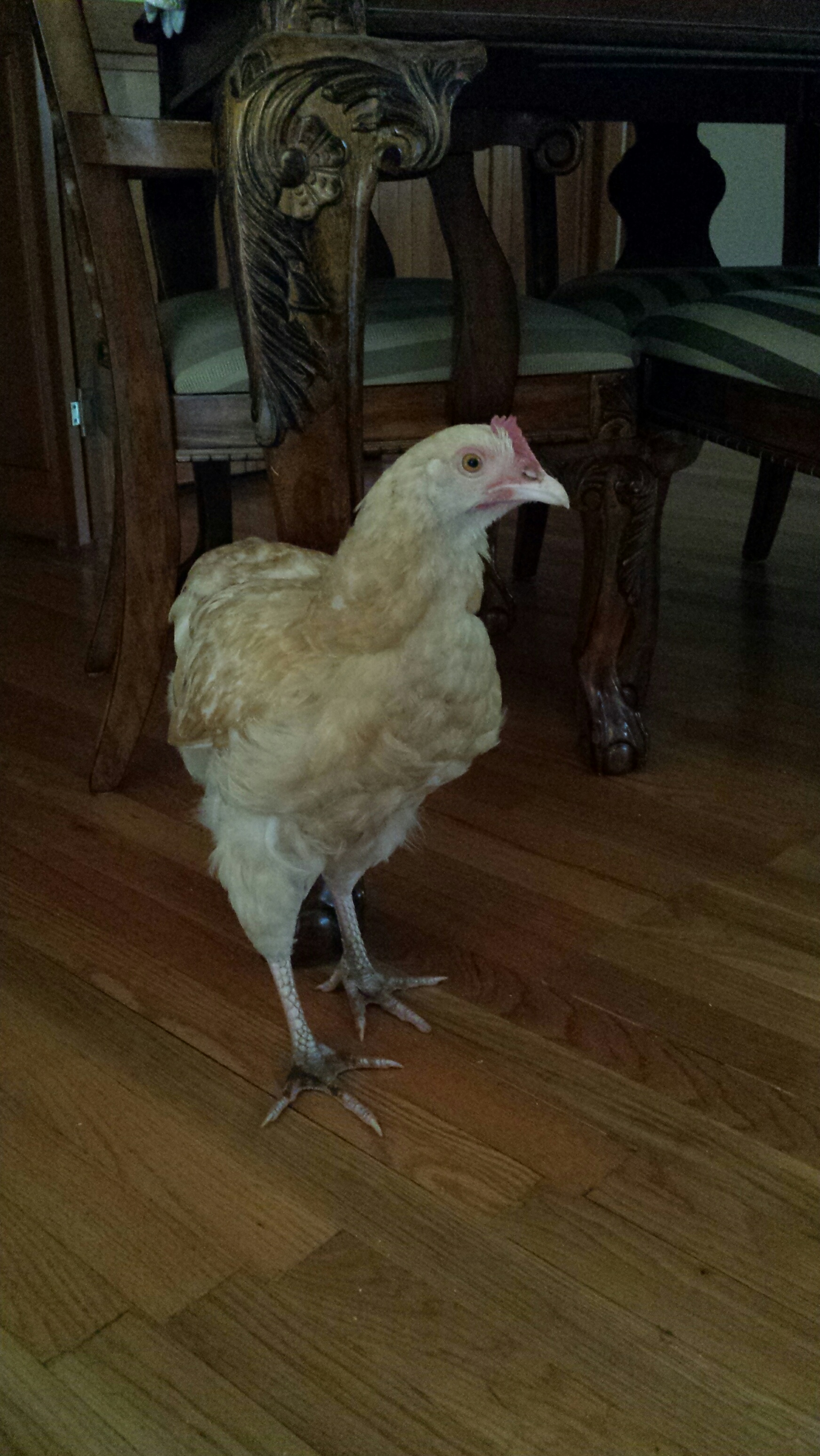Torombolita.  She passed away a couple of months ago, but she was a treasure to have.