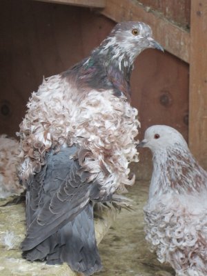 Tortoise hen