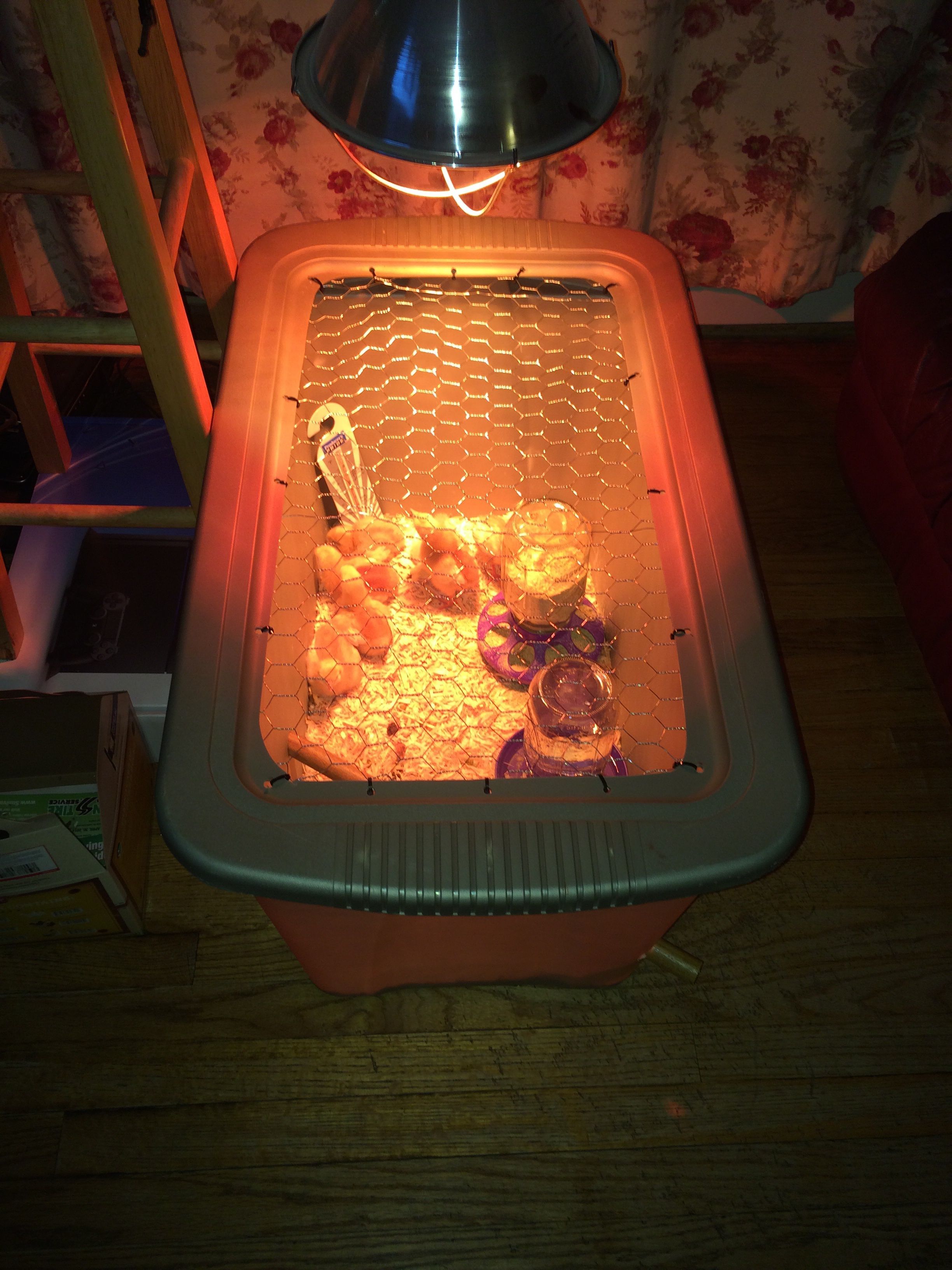 Tote brooder box with our new family members nice and comfy.