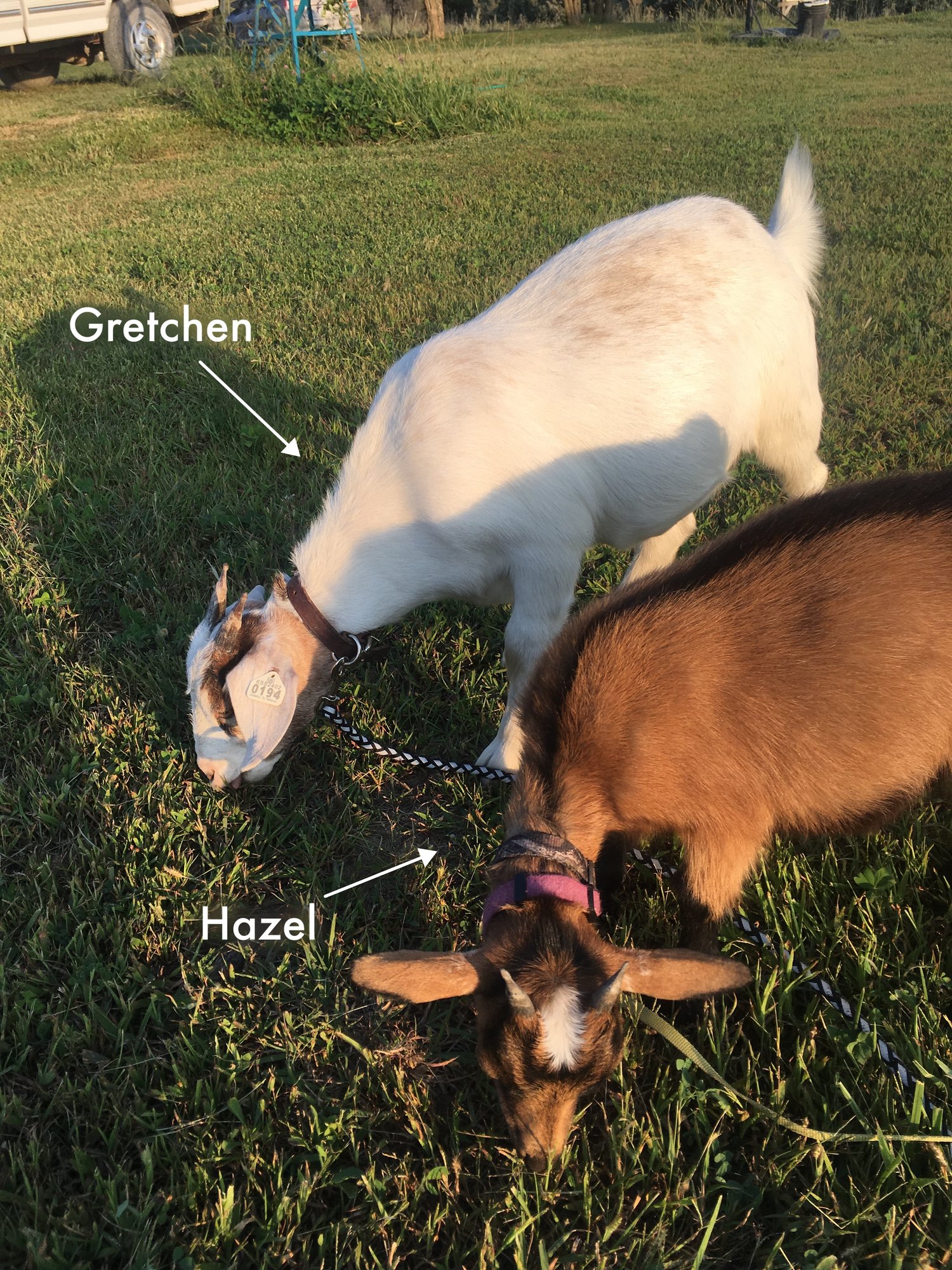 Totes McGoats